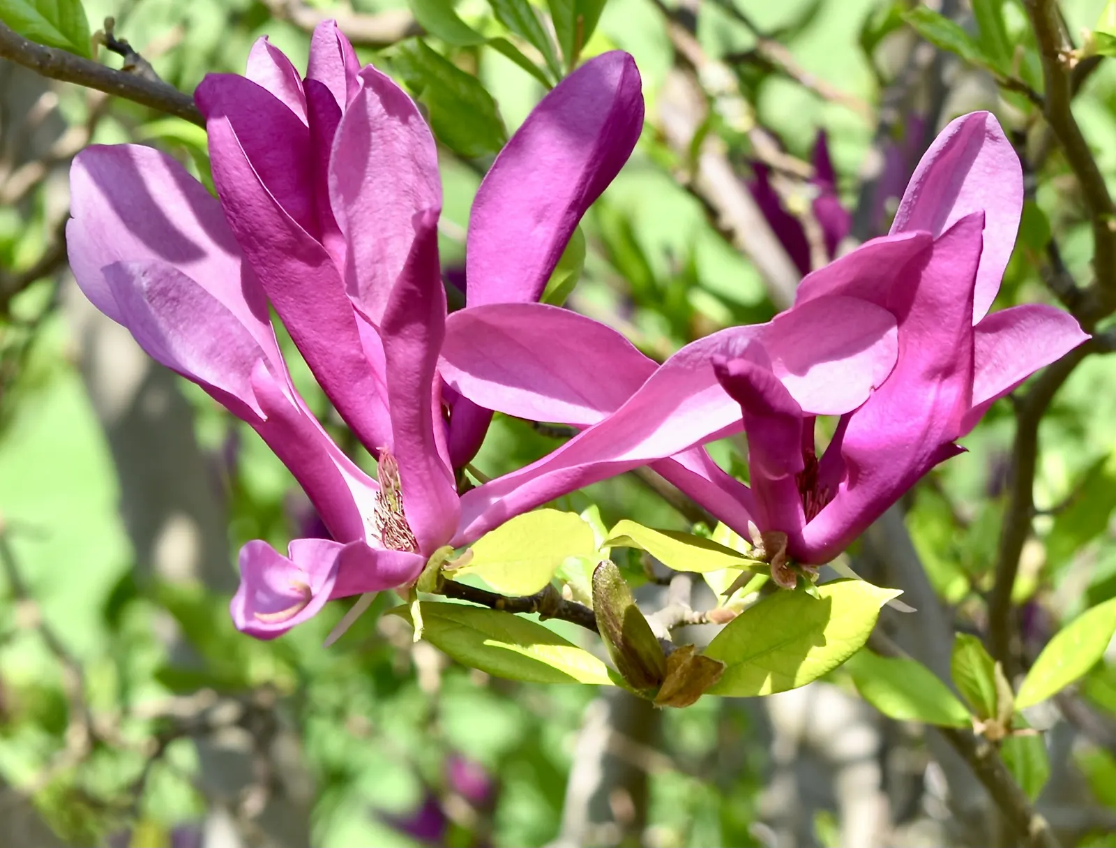 Purple Lilly Magnolia (Magnolia Liliiflora) — it's an exquisite focal point or border plant that requires minimal care once established