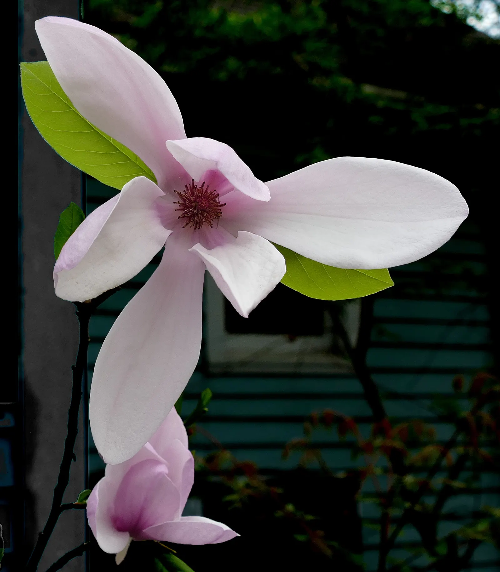 Purple Lilly Magnolia (Magnolia Liliiflora) — the Purple Lily Magnolia can be strategically placed as a focal point or integrated into a mixed border; spanning