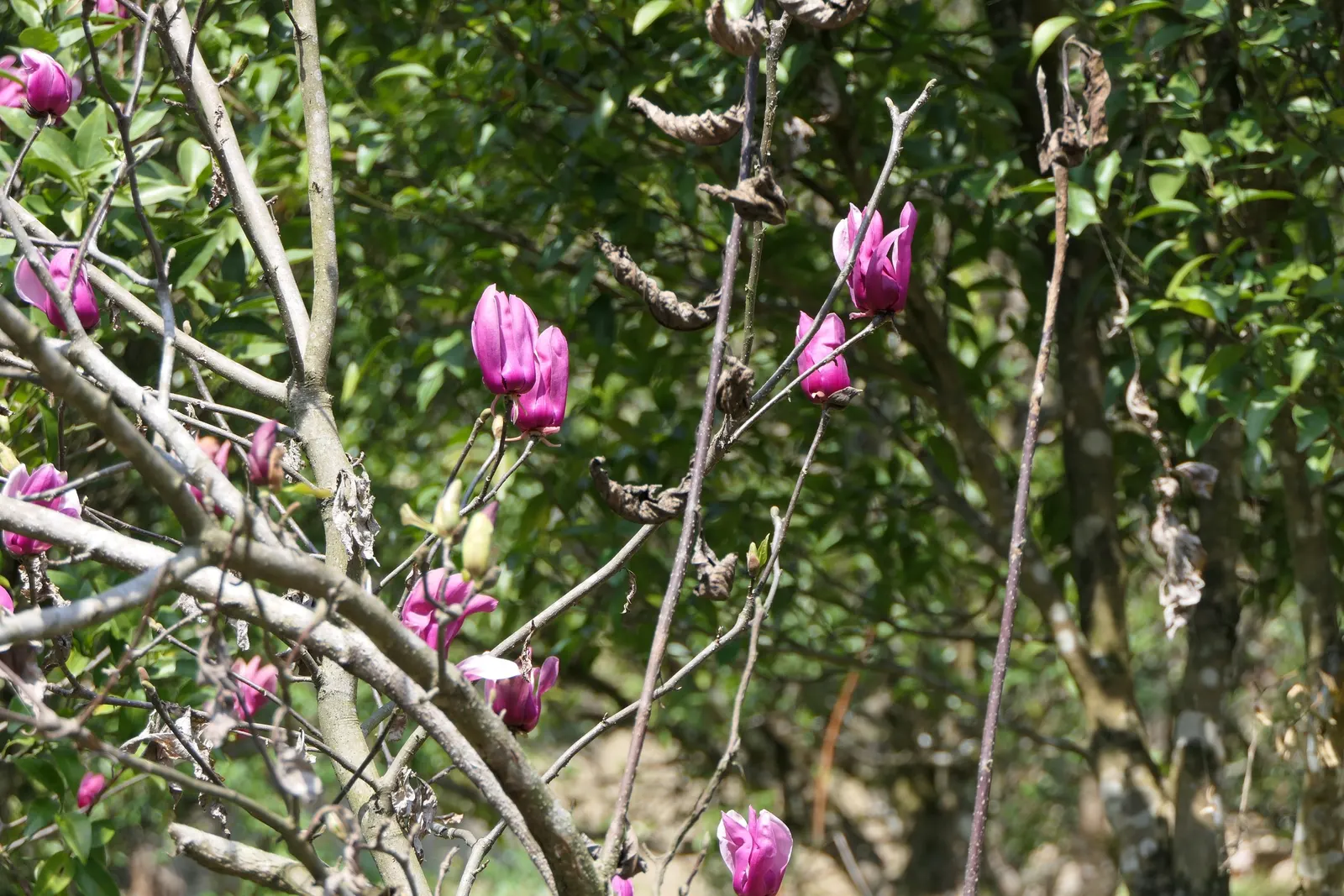 Purple Lilly Magnolia (Magnolia Liliiflora) — purple and violet flowers in the garden