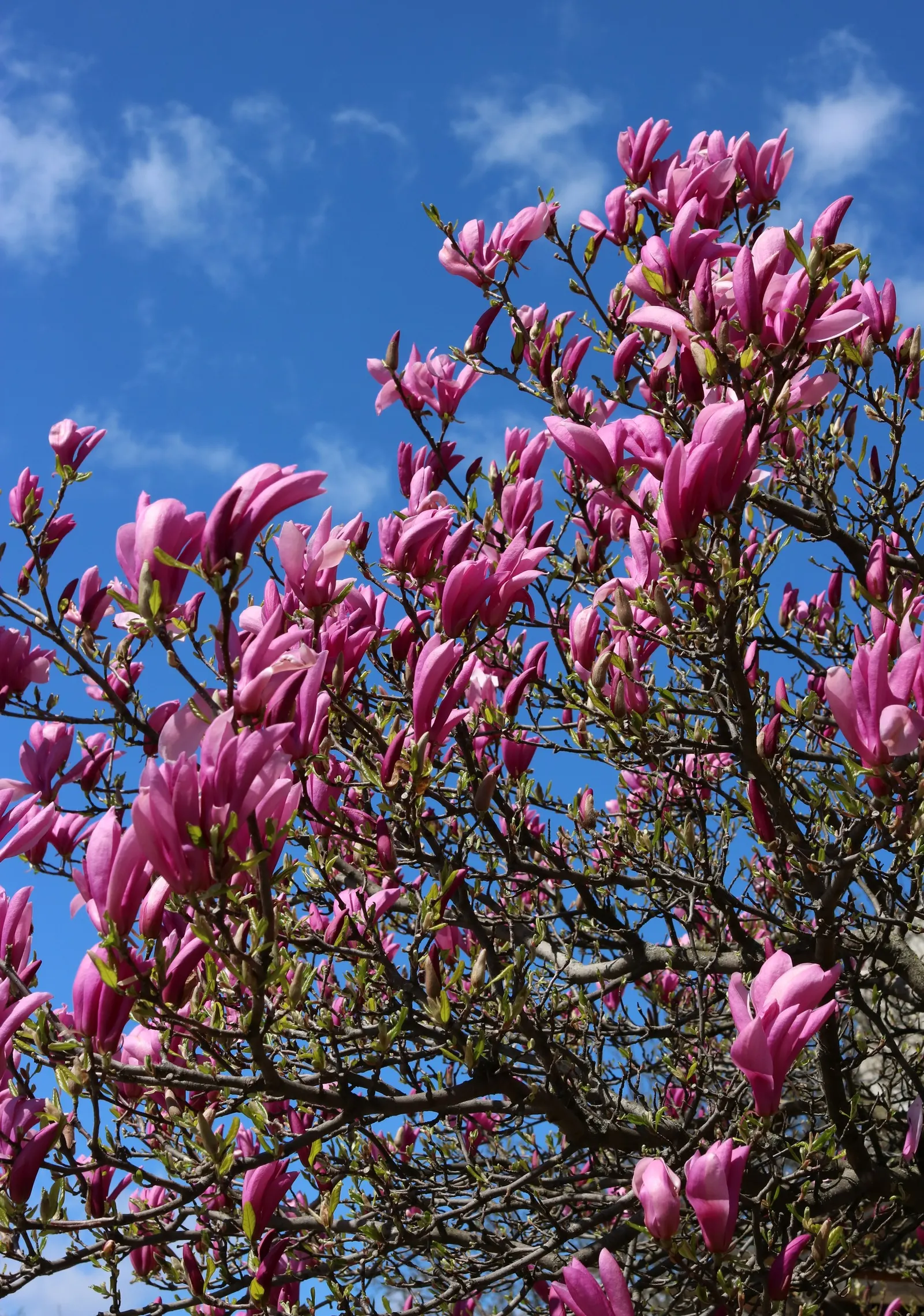 Purple Lilly Magnolia (Magnolia Liliiflora) — this deciduous shrub enriches landscapes with spring vibrancy and is hardy in USDA zones 5-9