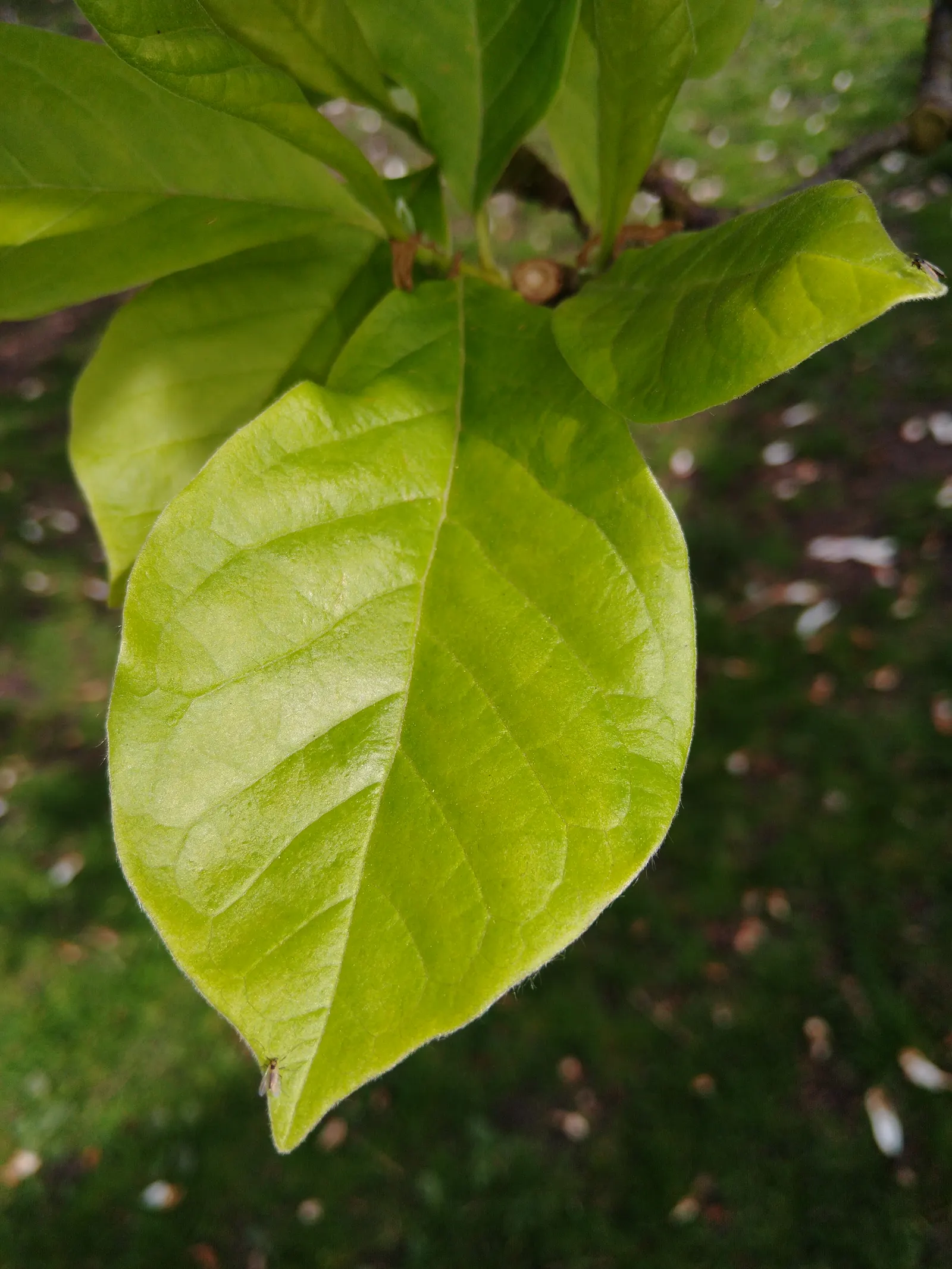 Purple Lilly Magnolia (Magnolia Liliiflora) — shrub with purple and violet blooms; adding a sensory dimension to the garden.<br><br>For optimal growth