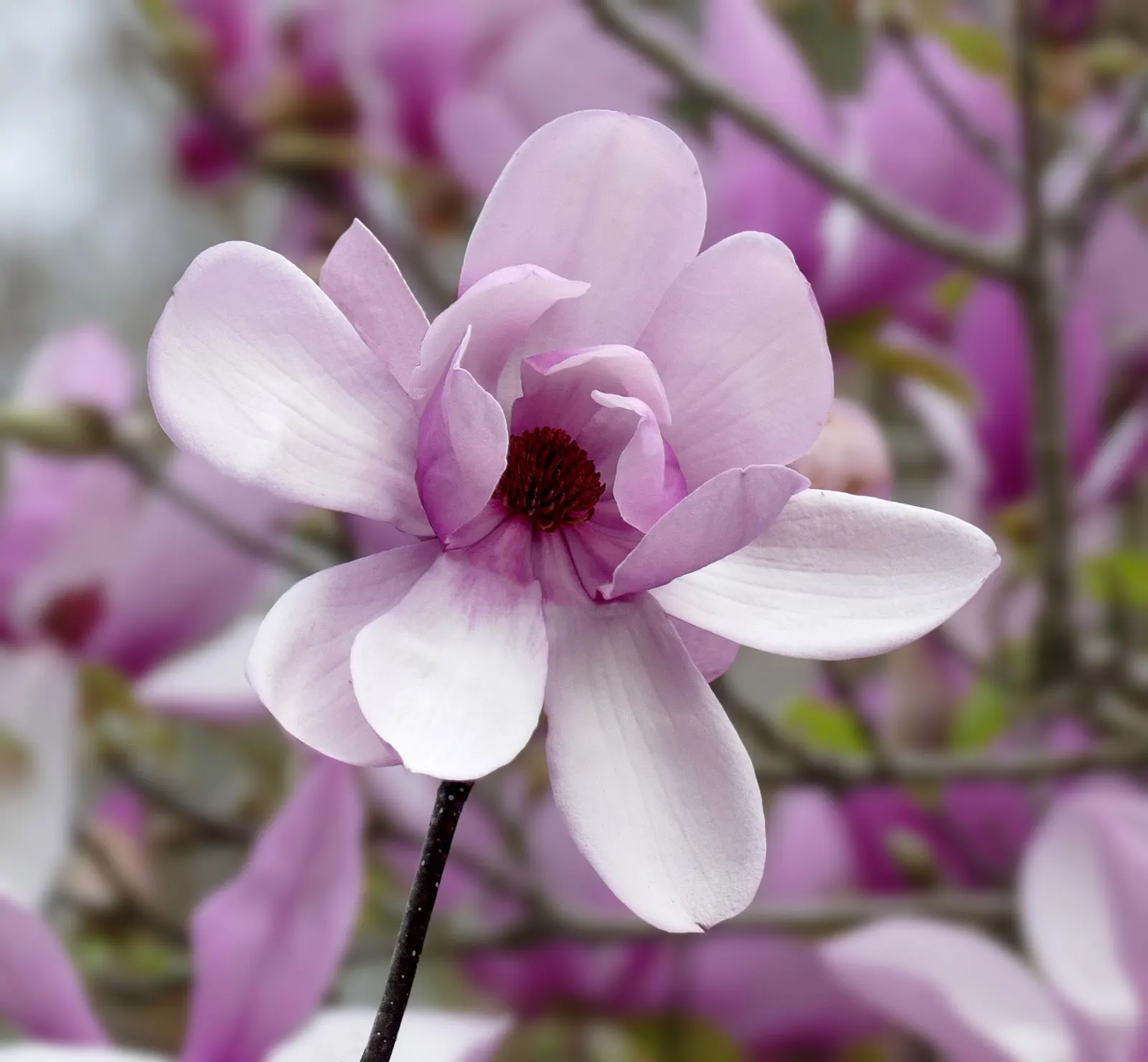 Purple Lilly Magnolia (Magnolia Liliiflora) — this deciduous shrub enriches landscapes with spring vibrancy and is hardy in USDA zones 5-9; slightly acidic to
