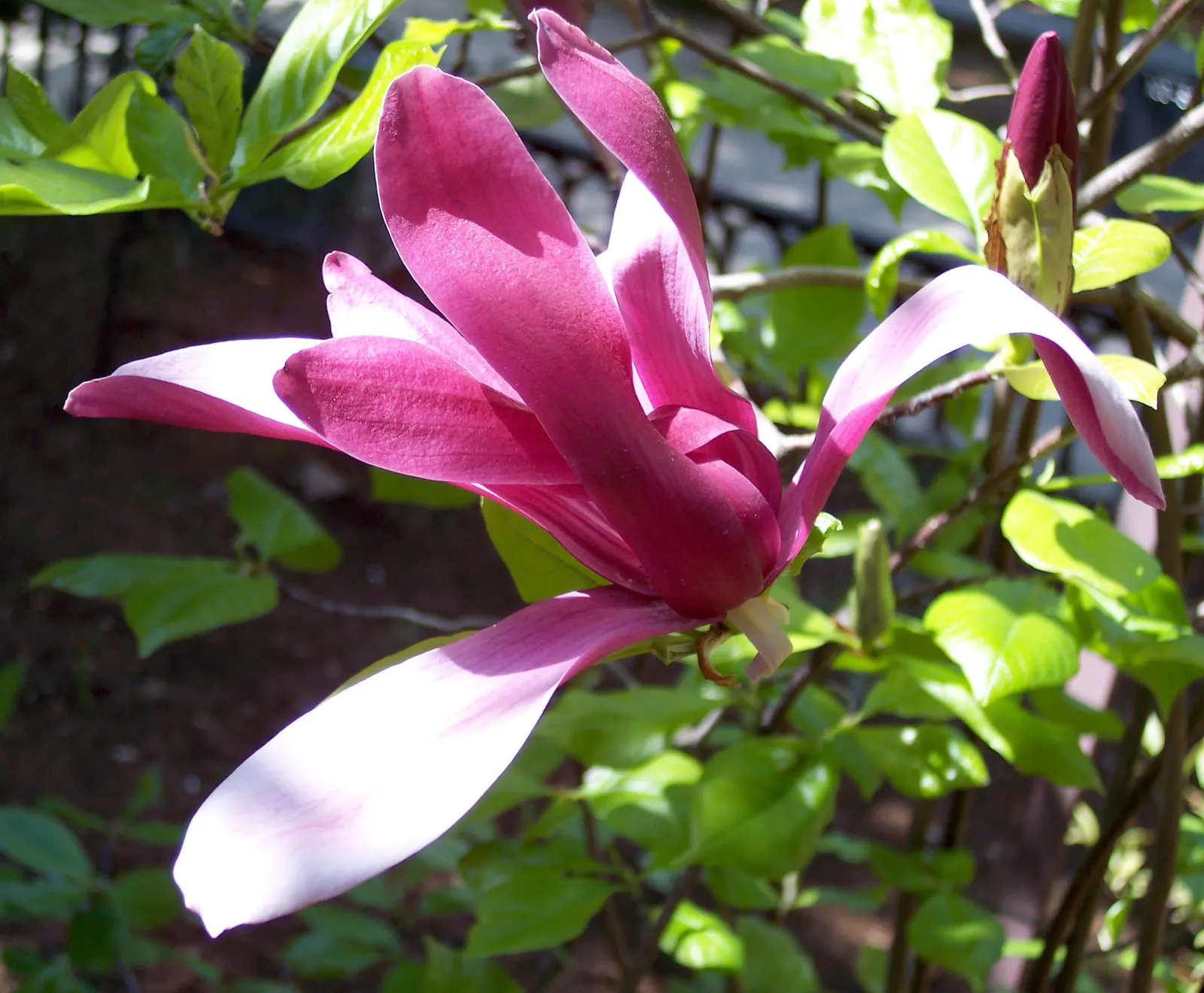 Purple Lilly Magnolia (Magnolia Liliiflora) — also known as Lily Magnolia or Woody-Orchid; with a USDA hardiness rating of zones 5 through 8, image 59