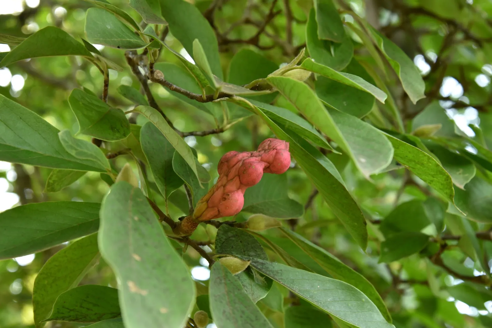 Purple Lilly Magnolia (Magnolia Liliiflora) — Its moderate size and vibrant blooms make it a versatile selection