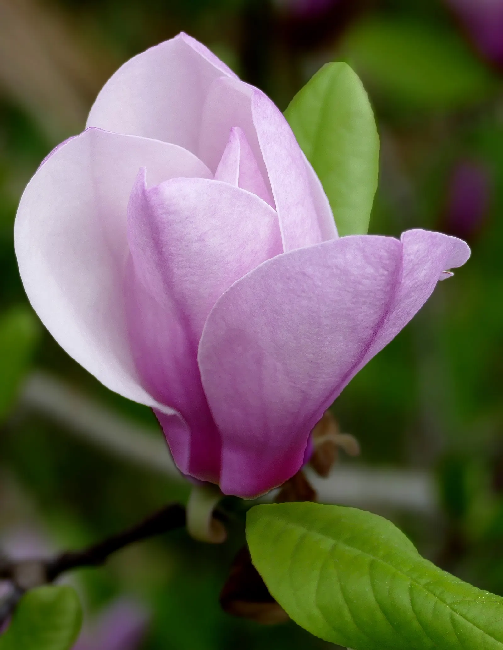 Purple Lilly Magnolia (Magnolia Liliiflora) — The flowers are not only visually captivating but also emit a subtle