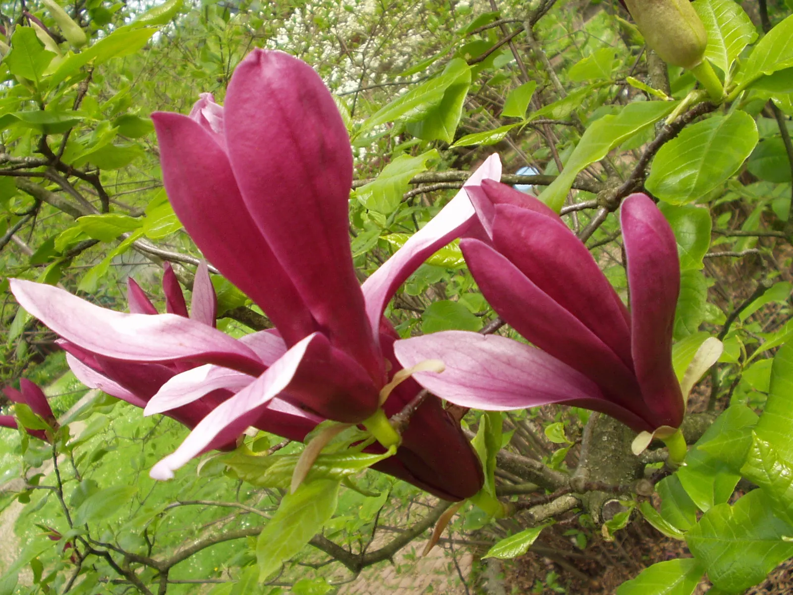 Purple Lilly Magnolia (Magnolia Liliiflora) — The blossoms boast a rich purple-pink hue on the outside with a paler interior
