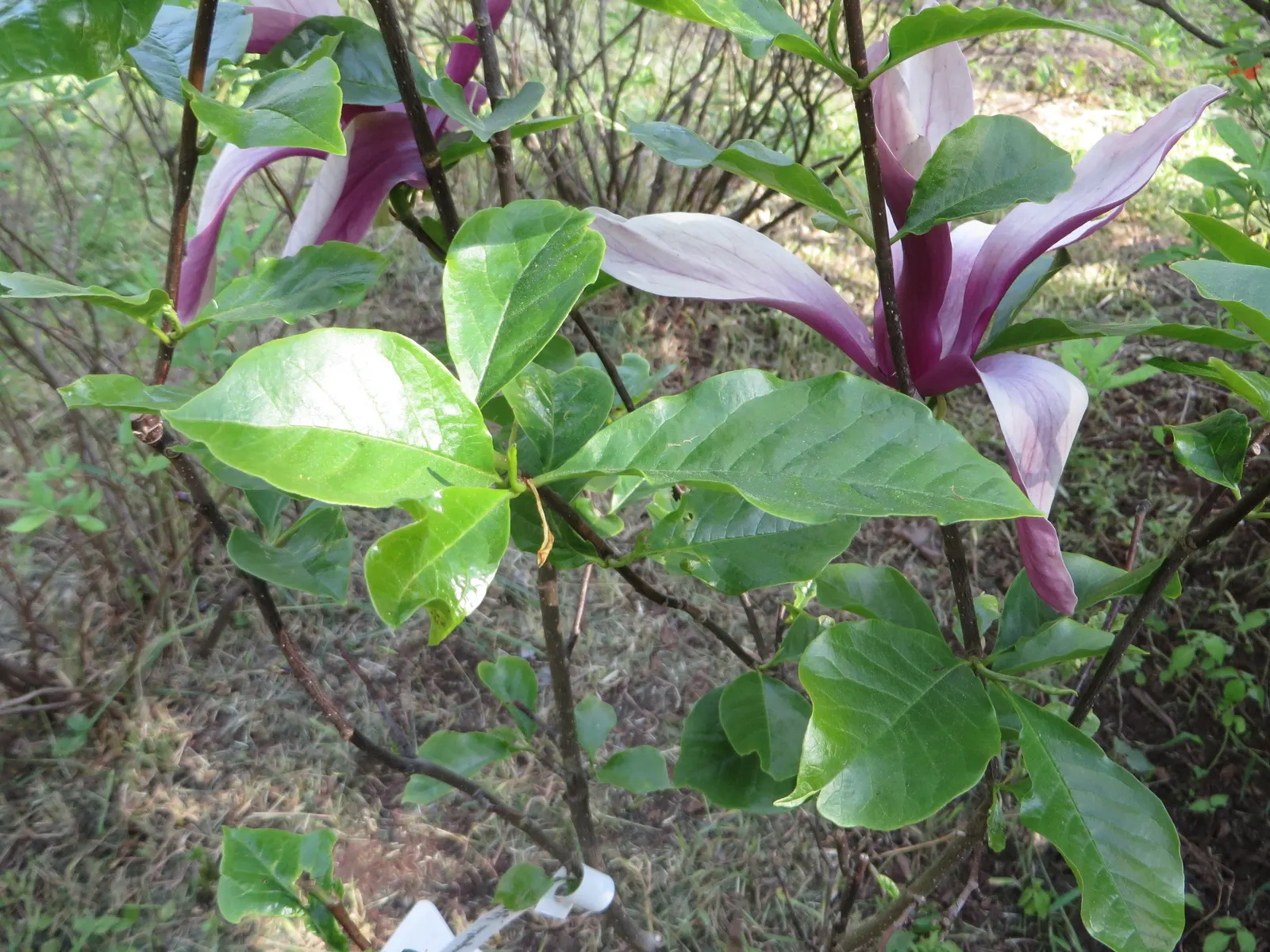 Purple Lilly Magnolia (Magnolia Liliiflora) — Preferring full sun to part shade and well-draining soil; shrub with purple and violet blooms, image 56