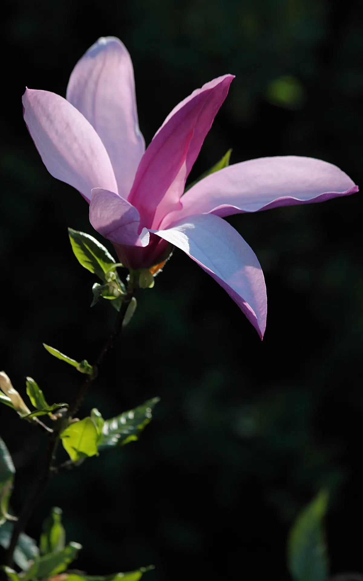 Purple Lilly Magnolia (Magnolia Liliiflora) — this magnolia variety is a smaller species