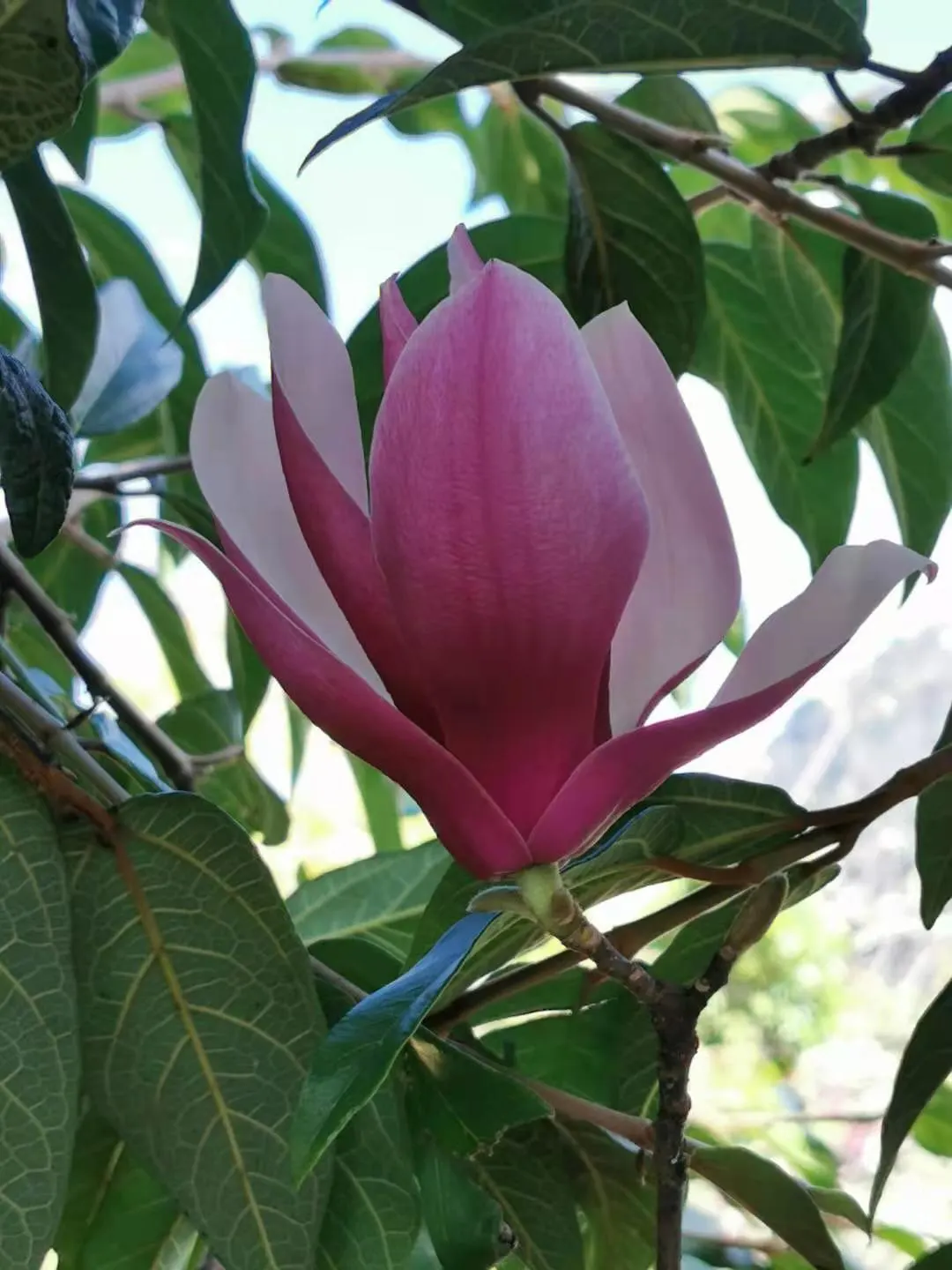 Purple Lilly Magnolia (Magnolia Liliiflora) — appealing to clients who desire a low-maintenance but visually impactful garden element; reaching up to 10-13