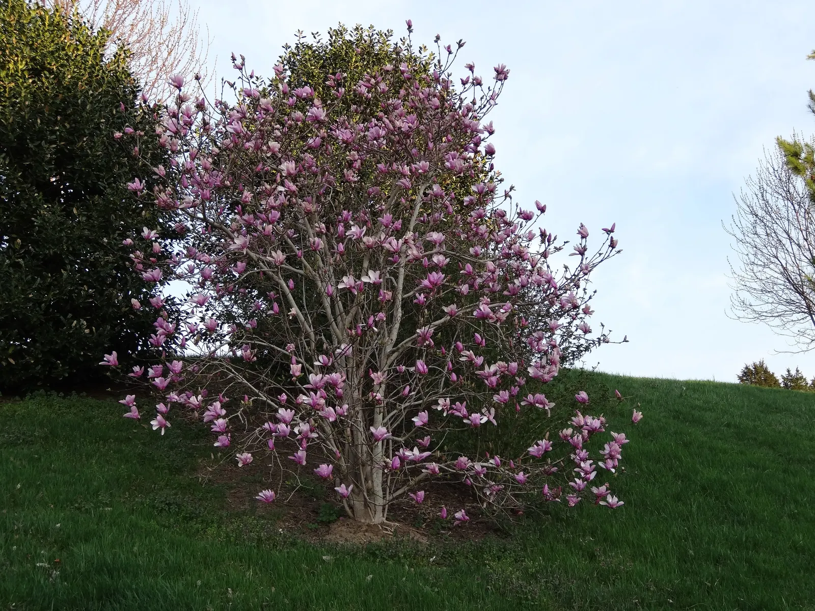 Purple Lilly Magnolia (Magnolia Liliiflora) — deciduous flowering shrub that is highly prized for its showy floral display and compact growth habit