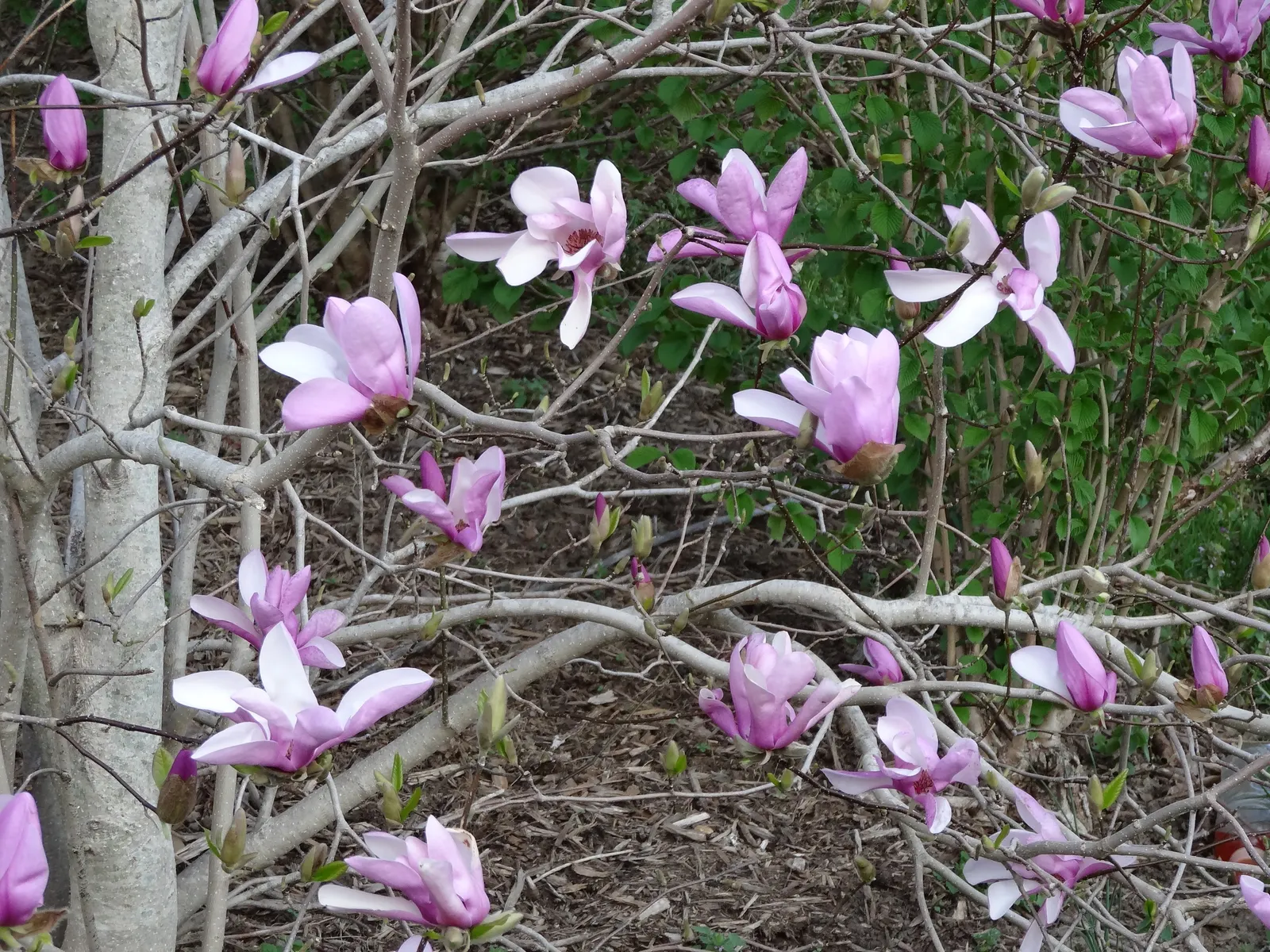 Purple Lilly Magnolia (Magnolia Liliiflora) — The flowers are not only visually captivating but also emit a subtle; purple and violet flowers in, image 67