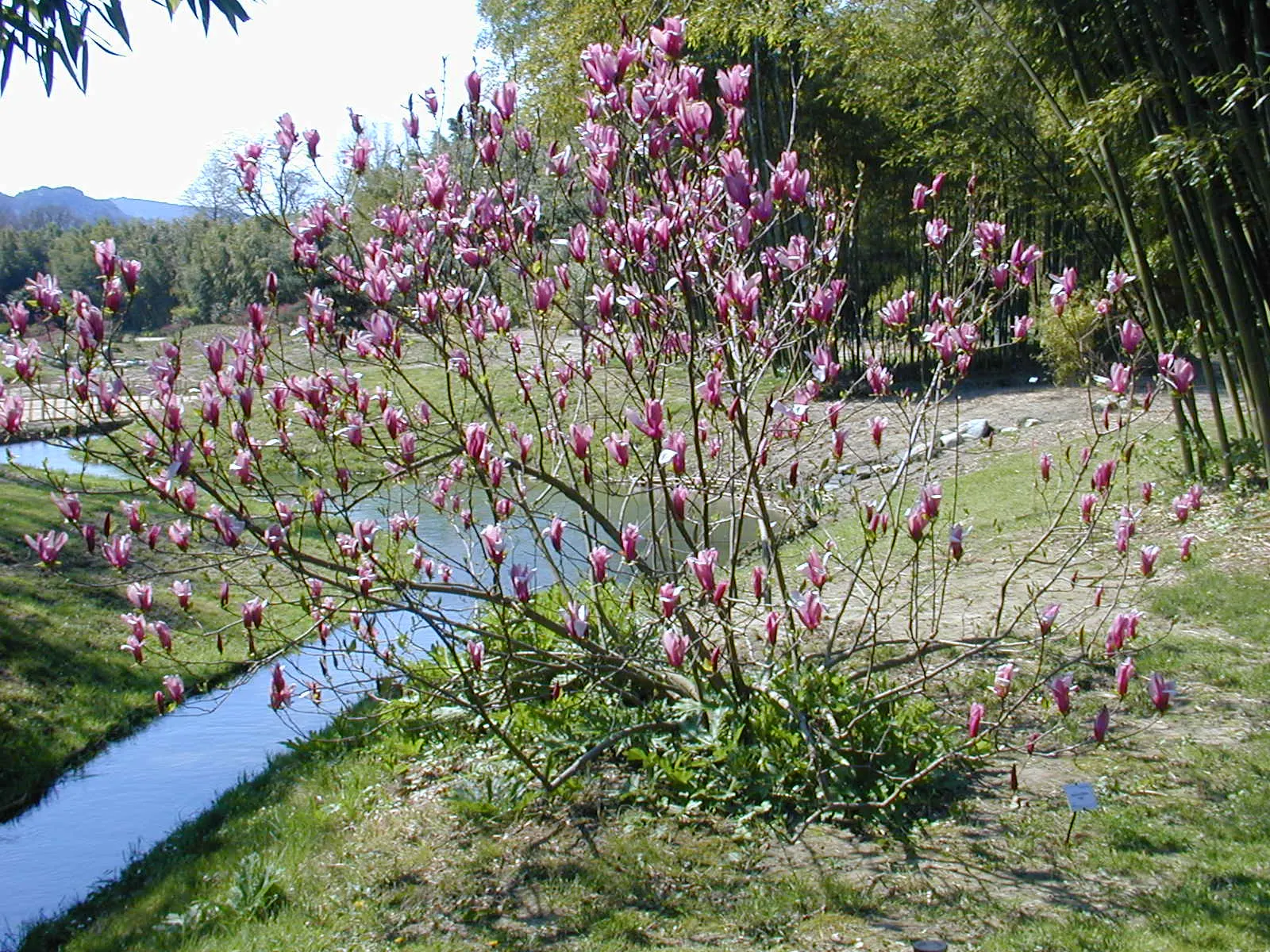 Purple Lilly Magnolia (Magnolia Liliiflora) — spanning approximately 4 to 5 inches in diameter; this magnolia prefers full sun to partial shade and, image 66