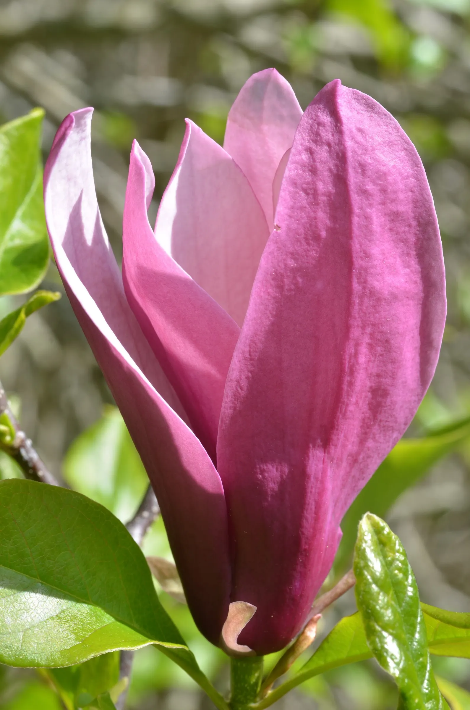 Purple Lilly Magnolia (Magnolia Liliiflora) — appealing to clients who desire a low-maintenance but visually impactful garden element