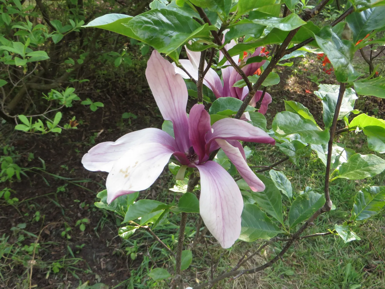 Purple Lilly Magnolia (Magnolia Liliiflora) — fragrant blooms in hues of dark purple outside and blushing pink within; preferring full sun to part, image 53