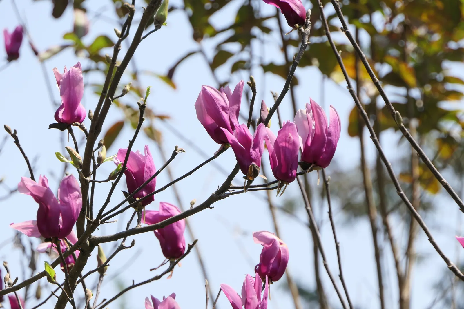 Purple Lilly Magnolia (Magnolia Liliiflora) — also known as Lily Magnolia or Woody-Orchid; with a USDA hardiness rating of zones 5 through 8