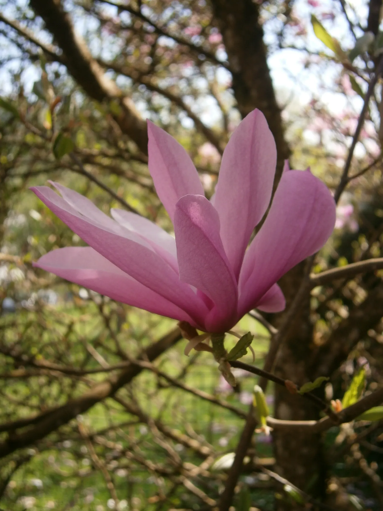 Purple Lilly Magnolia (Magnolia Liliiflora) — Native to southwest China