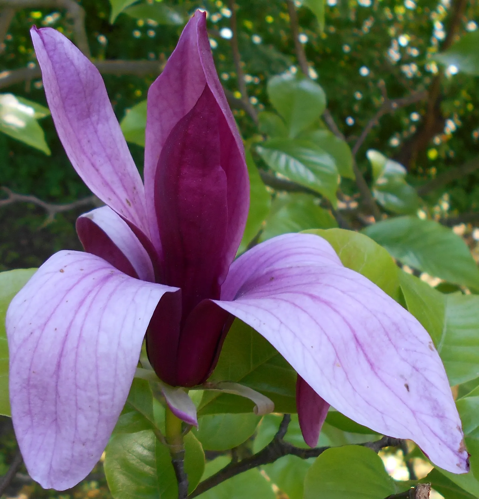 Purple Lilly Magnolia (Magnolia Liliiflora) — Planting in a sheltered location is advisable to protect its early blooms from late frosts; shrub for full or half