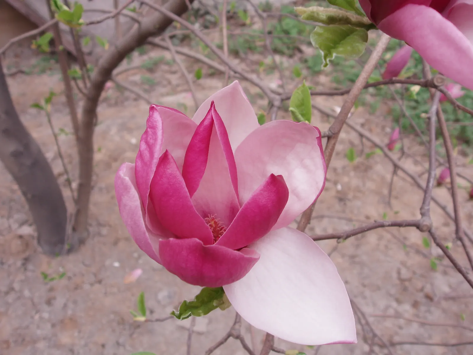Purple Lilly Magnolia (Magnolia Liliiflora) — this deciduous shrub enriches landscapes with spring vibrancy and is hardy in USDA zones 5-9, image 55