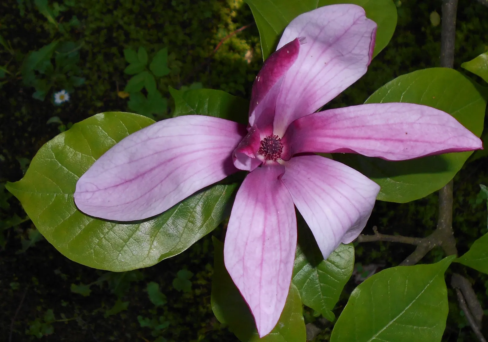 Purple Lilly Magnolia (Magnolia Liliiflora) — purple and violet flowers in the garden; native to southwest China