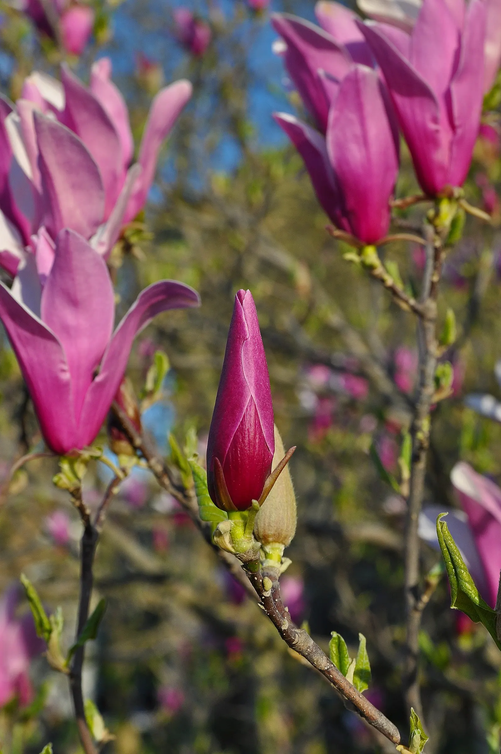 Purple Lilly Magnolia (Magnolia Liliiflora) — spanning approximately 4 to 5 inches in diameter