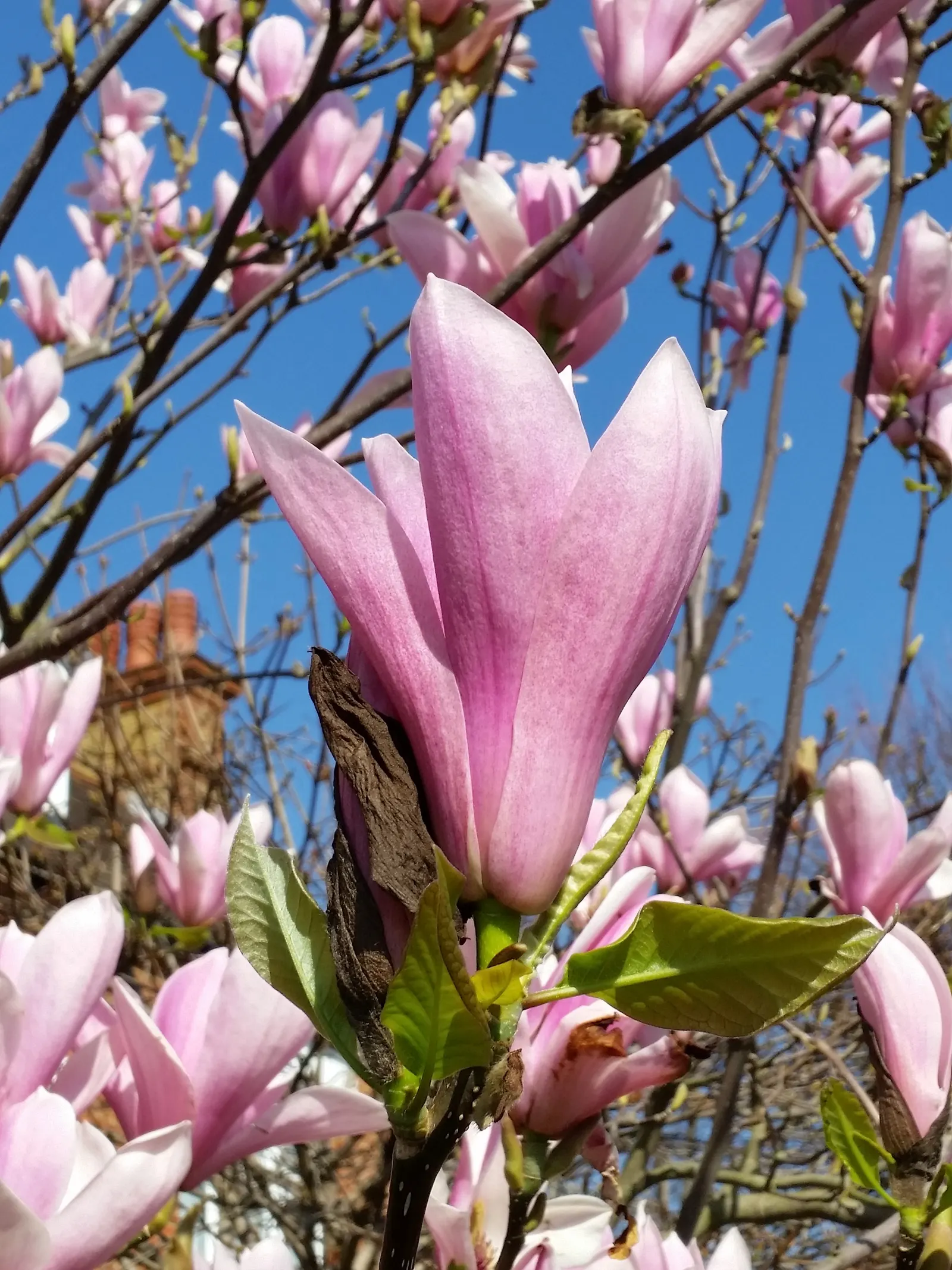 Purple Lilly Magnolia (Magnolia Liliiflora) — slightly acidic to neutral soil