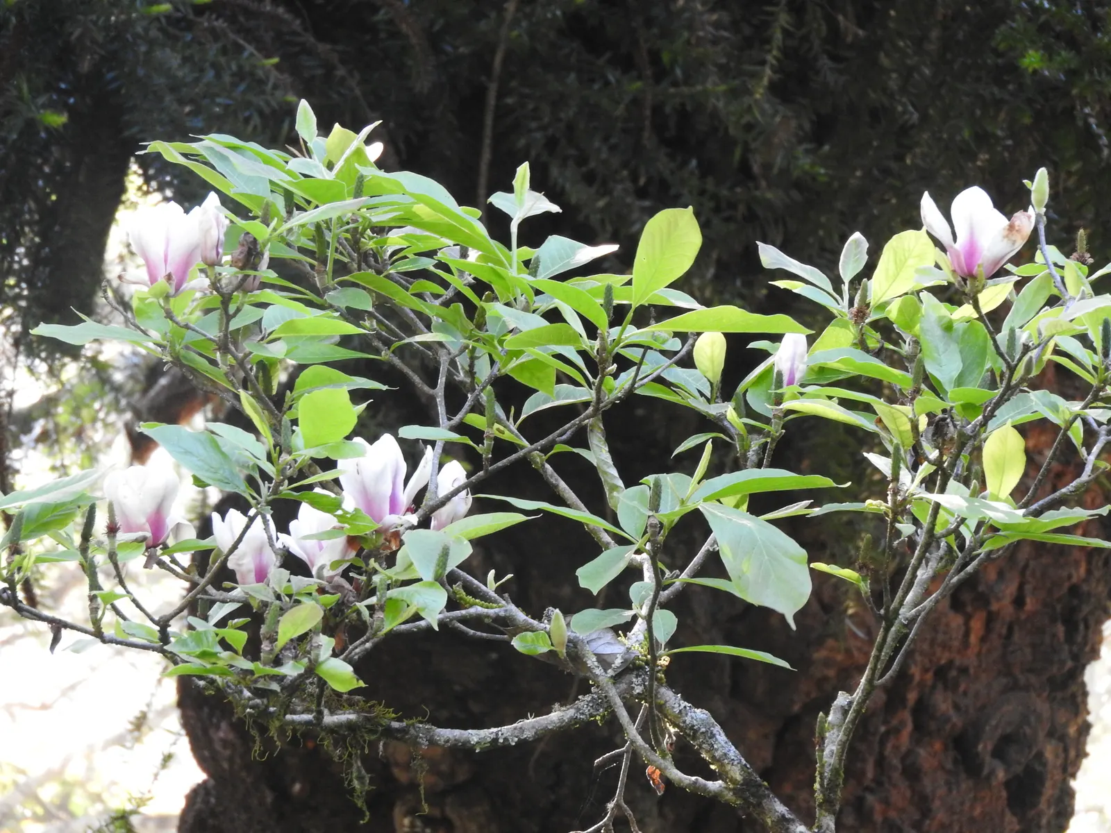 Purple Lilly Magnolia (Magnolia Liliiflora) — The flowers are not only visually captivating but also emit a subtle; purple and violet flowers in the garden