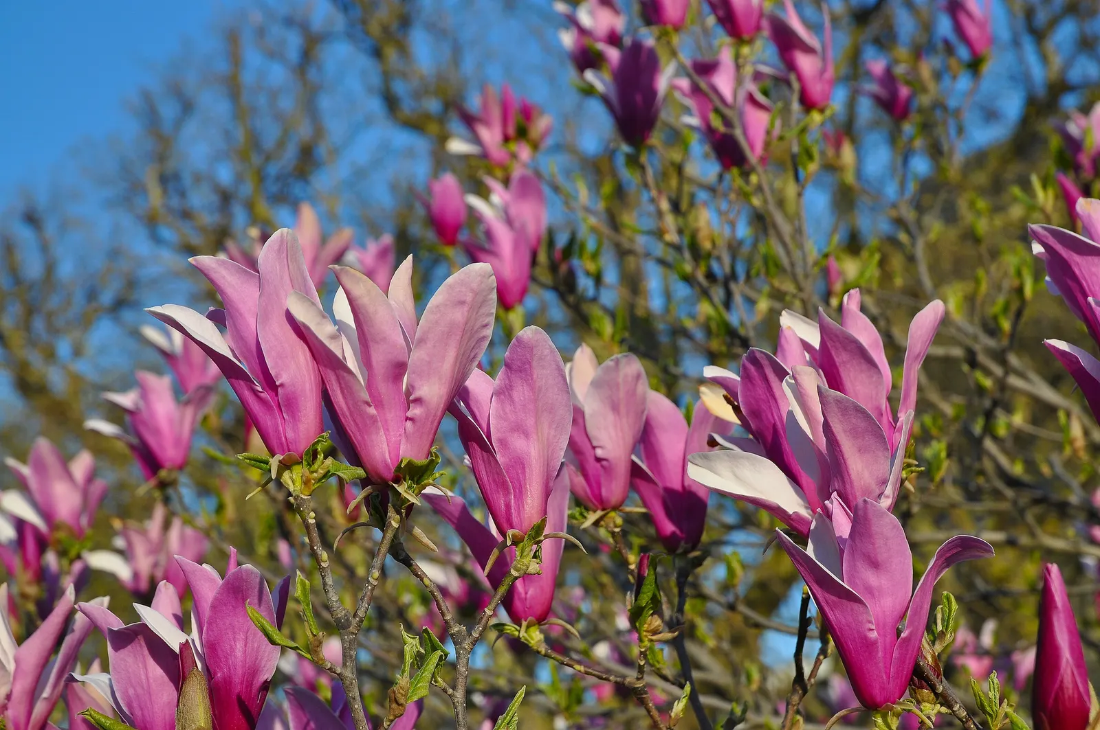 Purple Lilly Magnolia (Magnolia Liliiflora) — The Purple Lily Magnolia (Magnolia liliiflora)