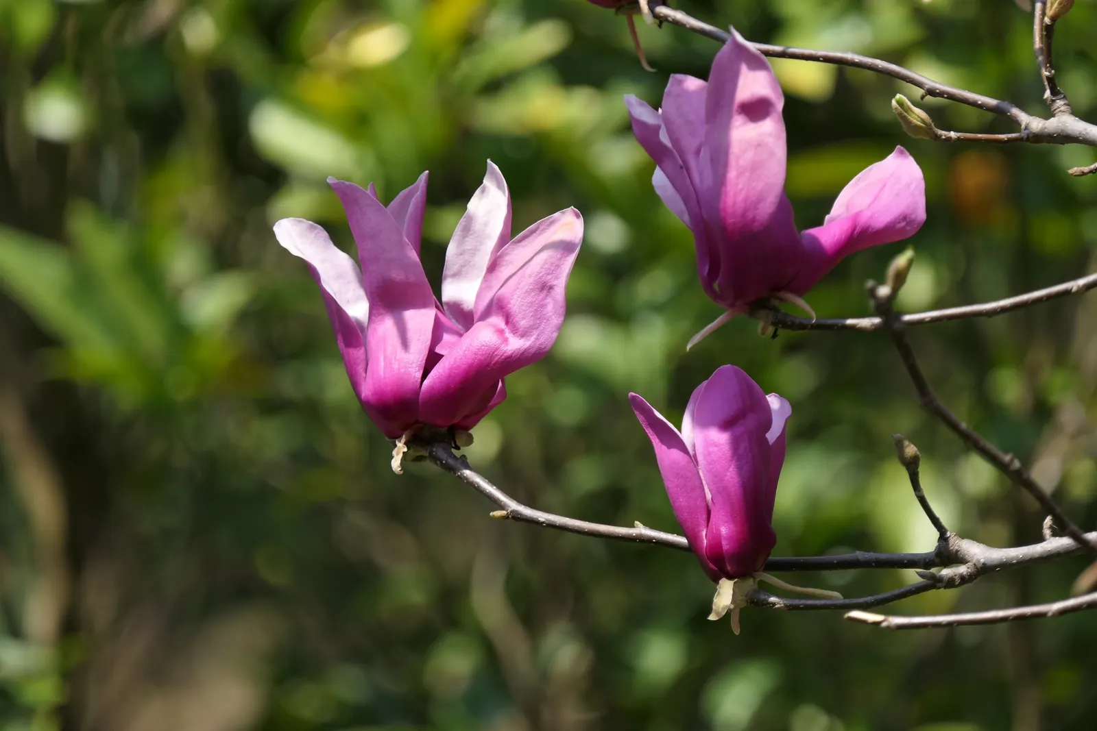 Purple Lilly Magnolia (Magnolia Liliiflora) — deciduous flowering shrub that is highly prized for its showy floral display and compact growth habit; fragrant