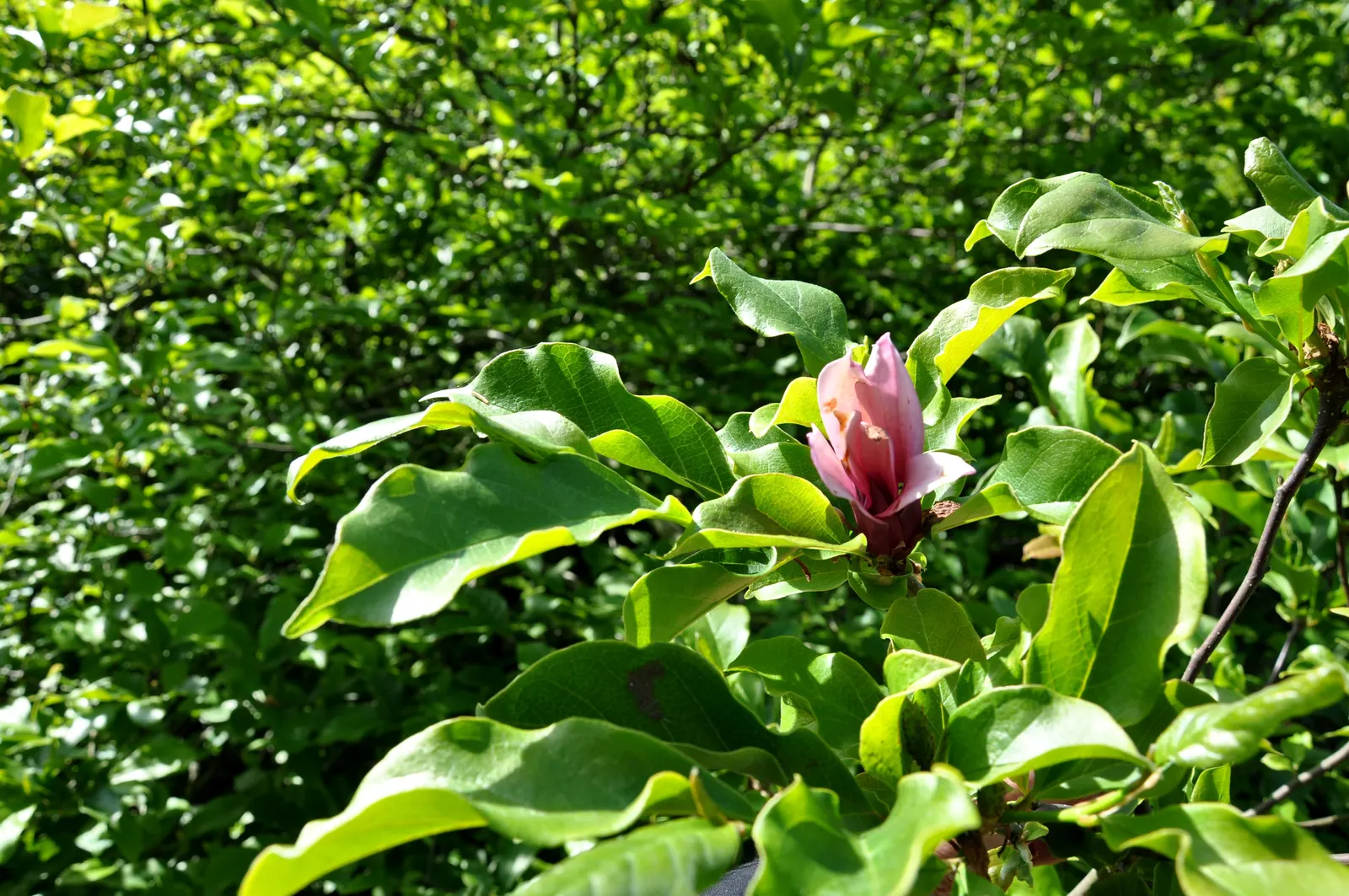 Purple Lilly Magnolia (Magnolia Liliiflora) — the Purple Lily Magnolia can be strategically placed as a focal point or integrated into a mixed border