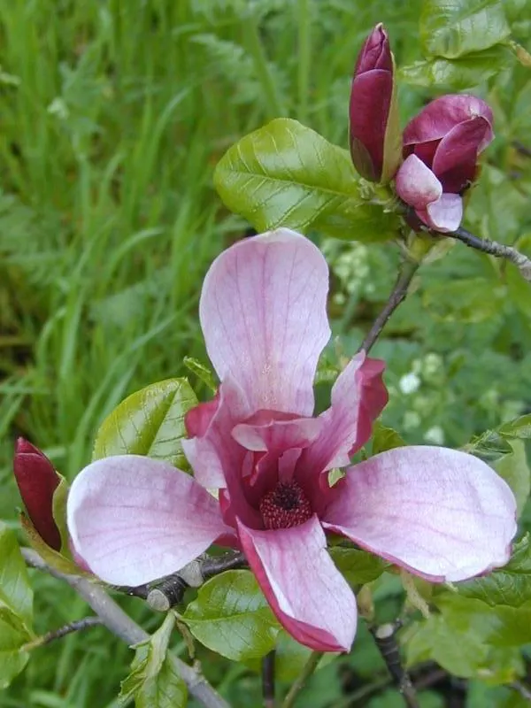 Purple Lilly Magnolia (Magnolia Liliiflora) — this magnolia variety is a smaller species; the flowers are not only visually captivating but also, image 62