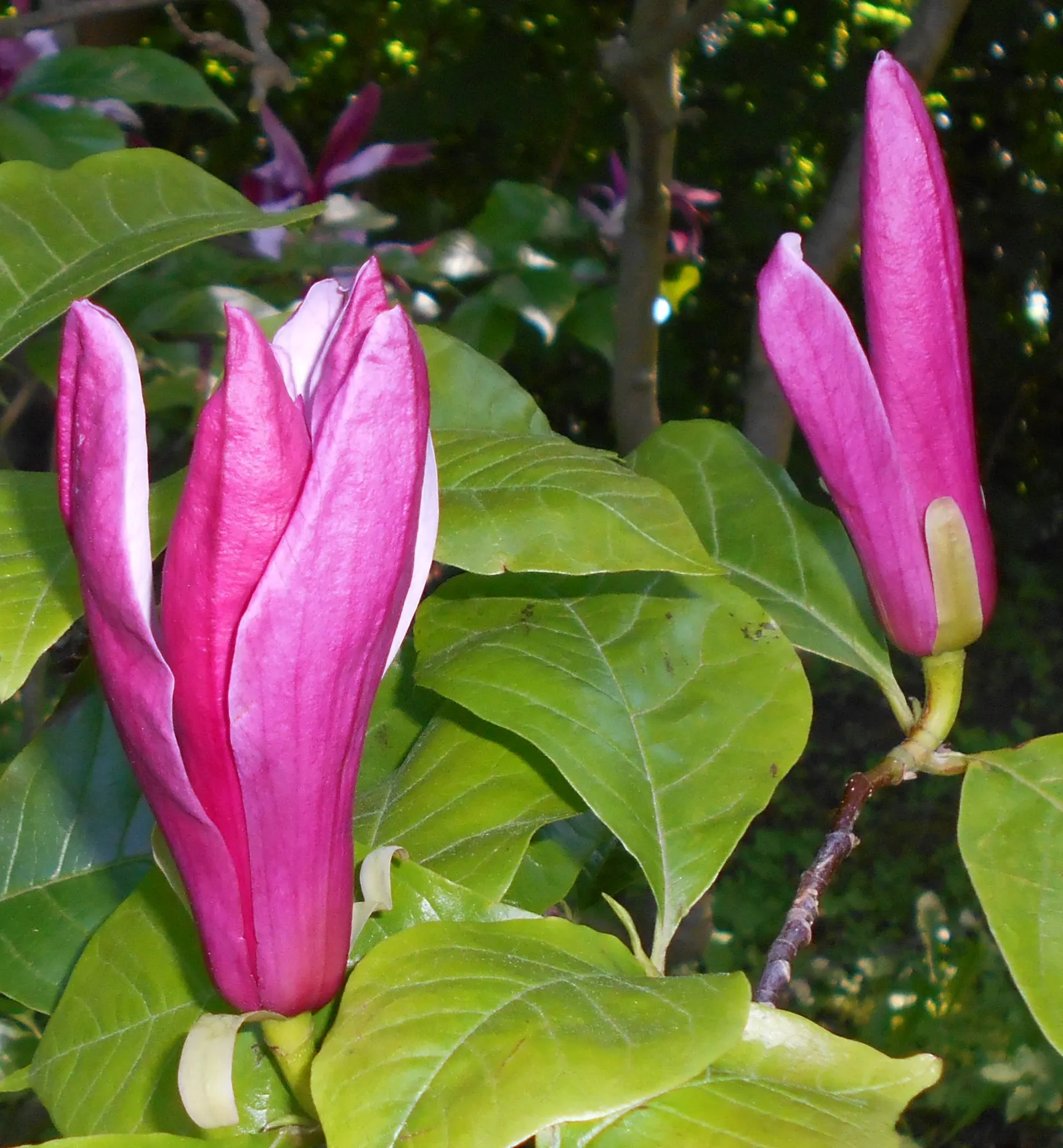 Purple Lilly Magnolia (Magnolia Liliiflora) — this magnolia prefers full sun to partial shade and well-draining