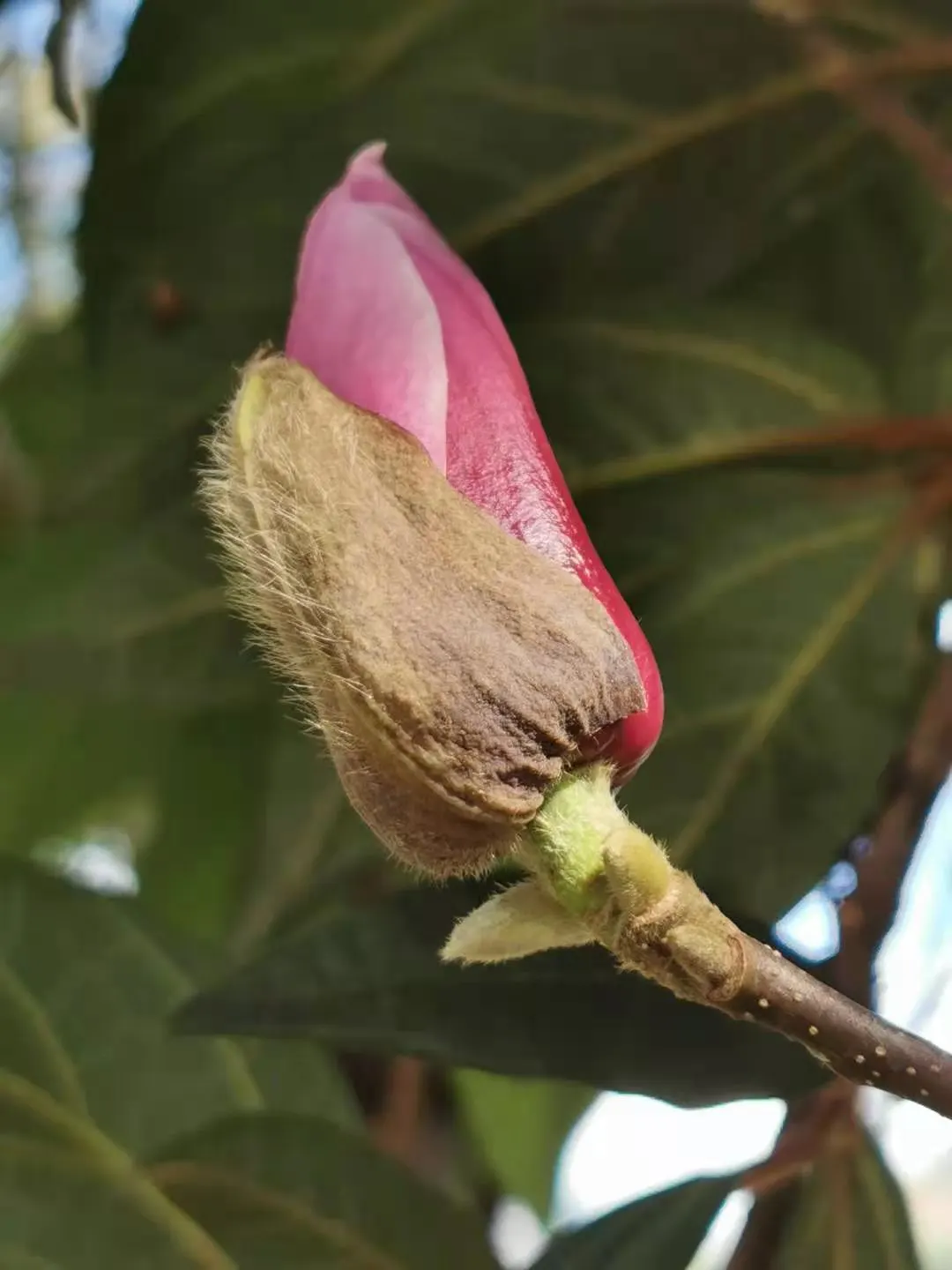 Purple Lilly Magnolia (Magnolia Liliiflora) — reaching an average height of 8 to 12 feet with a spread of 6 to 10 feet; its moderate size and, image 63
