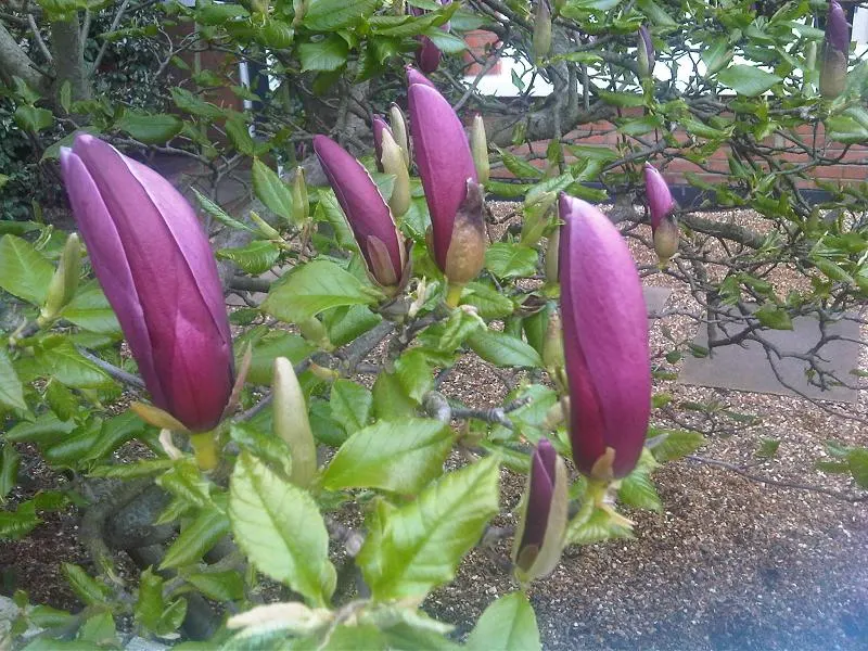 Purple Lilly Magnolia (Magnolia Liliiflora) — With a USDA hardiness rating of zones 5 through 8; also known as Lily Magnolia or Woody-Orchid, image 72