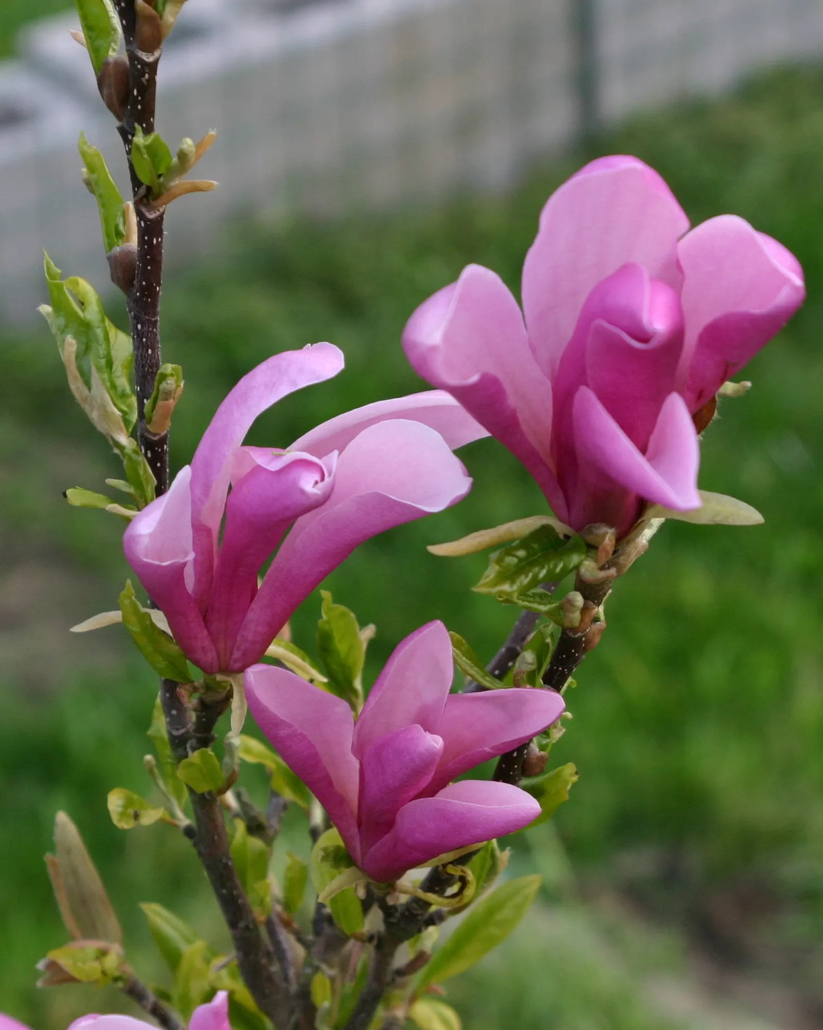 Purple Lilly Magnolia (Magnolia Liliiflora) — Reaching up to 10-13 feet high and 6-10 feet wide; reaching an average height of 8 to 12 feet with a spread of 6