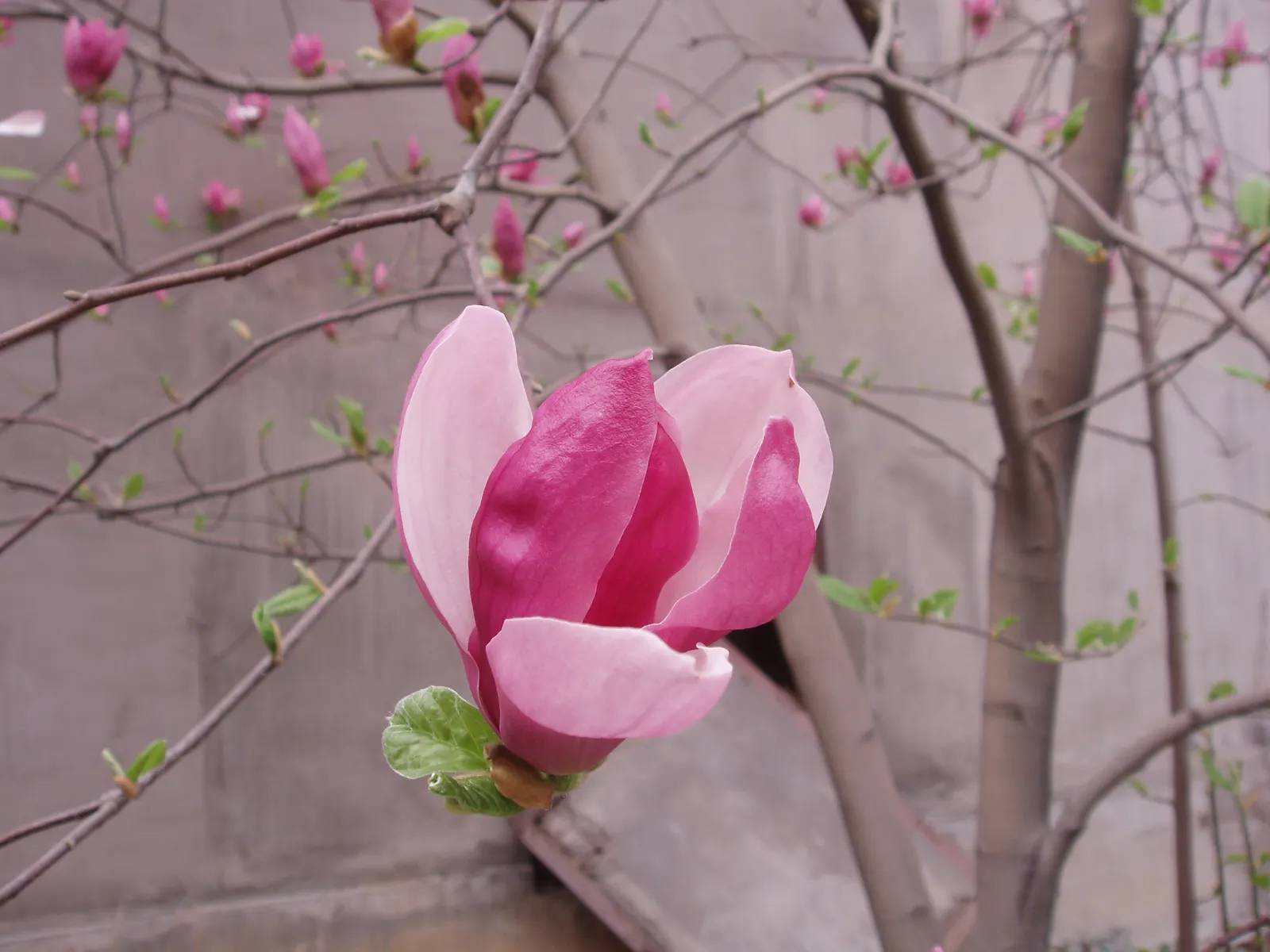 Purple Lilly Magnolia (Magnolia Liliiflora) — shrub with purple and violet blooms