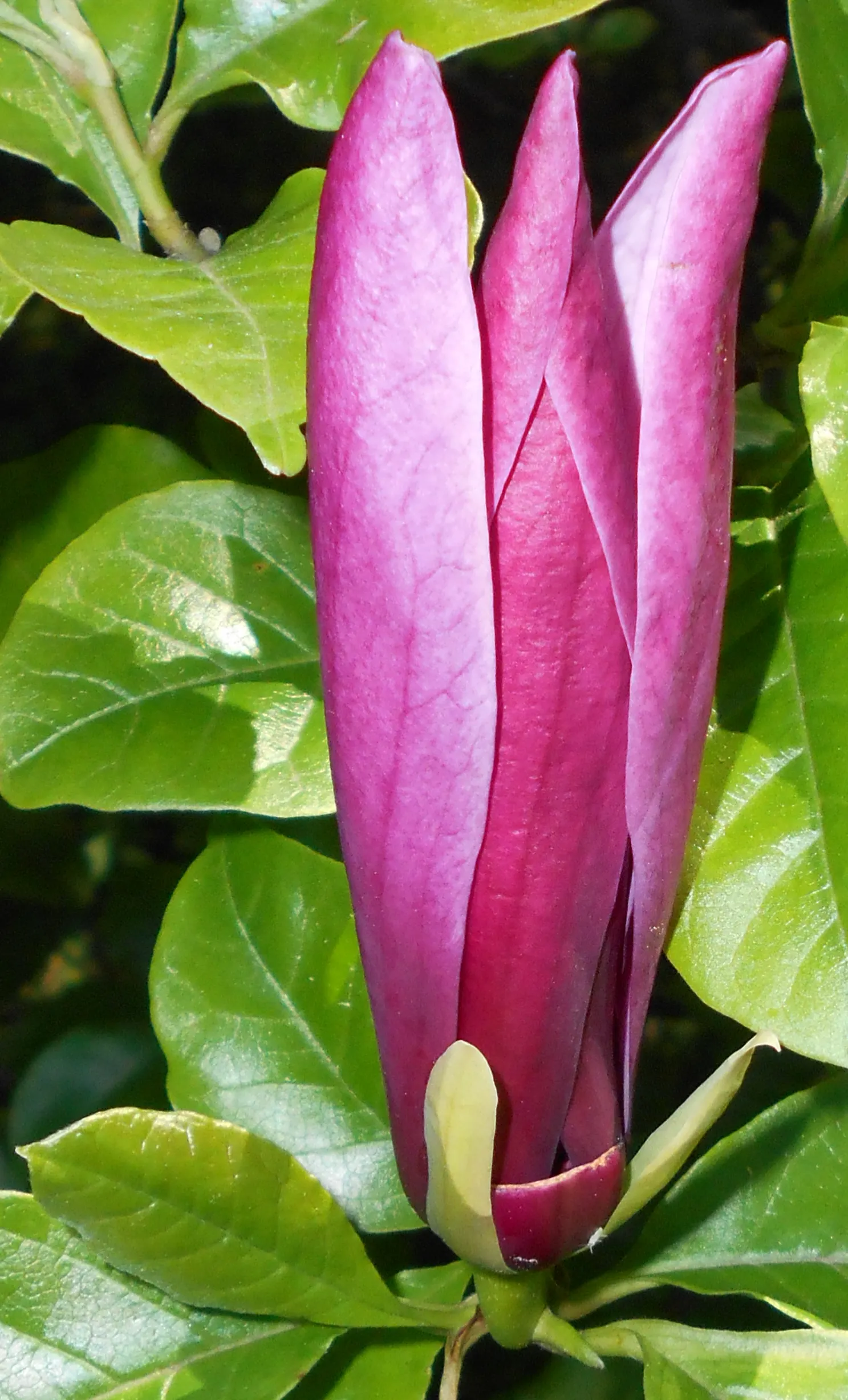 Purple Lilly Magnolia (Magnolia Liliiflora) — The blossoms boast a rich purple-pink hue on the outside with a paler interior; this magnolia variety is a