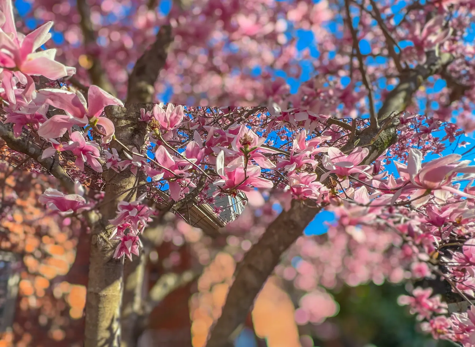 Purple Lilly Magnolia (Magnolia Liliiflora) — deciduous flowering shrub that is highly prized for its showy floral display and compact growth, image 60