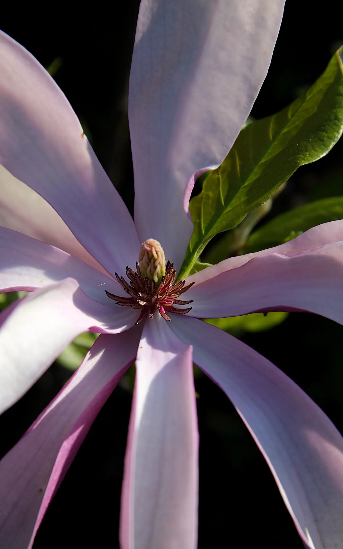 Purple Lilly Magnolia (Magnolia Liliiflora) — Its moderate size and vibrant blooms make it a versatile selection; the Purple Lily Magnolia can be strategically