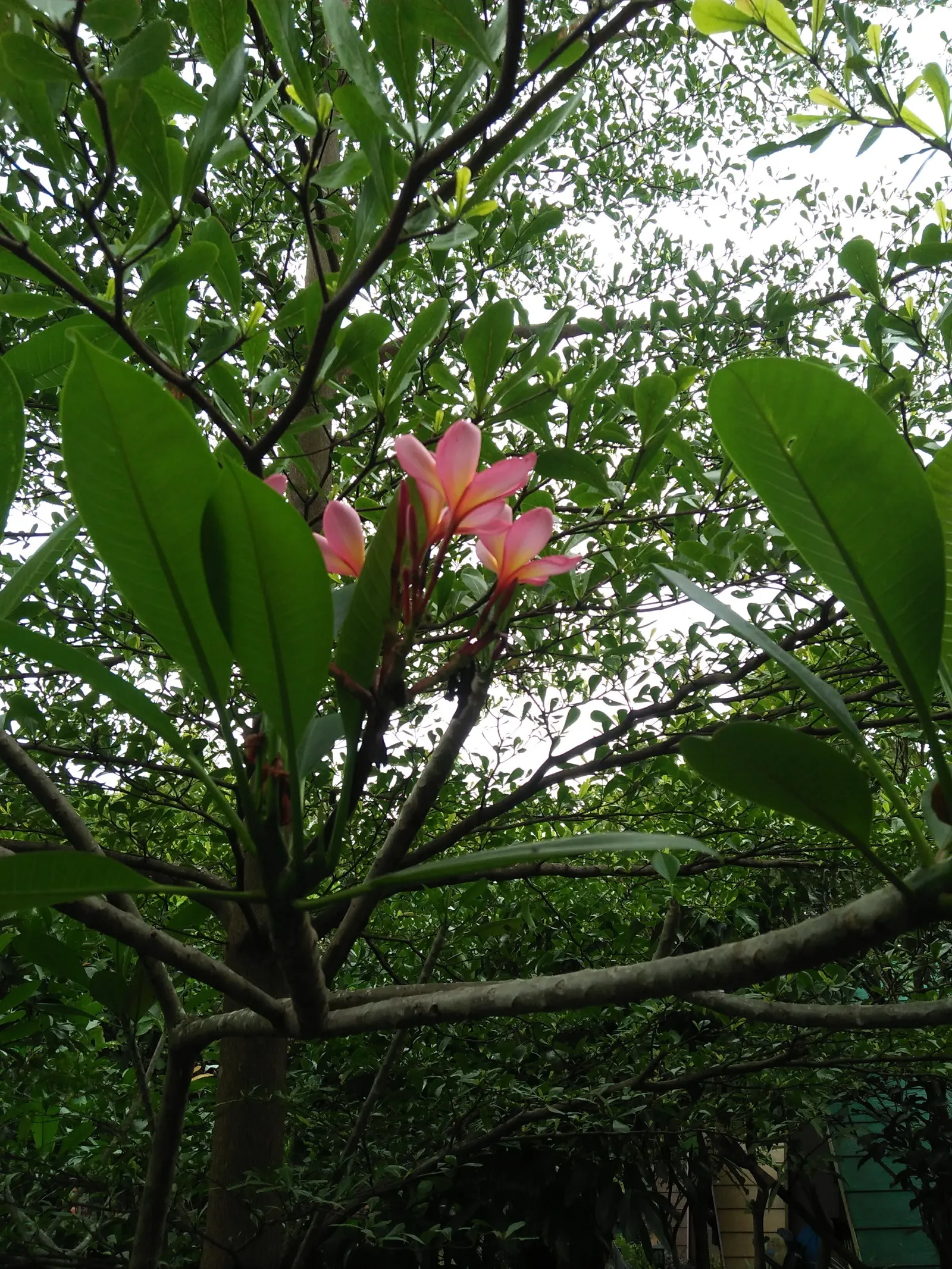 Purple Lilly Magnolia (Magnolia Liliiflora) — spanning approximately 4 to 5 inches in diameter; this magnolia prefers full sun to partial shade and
