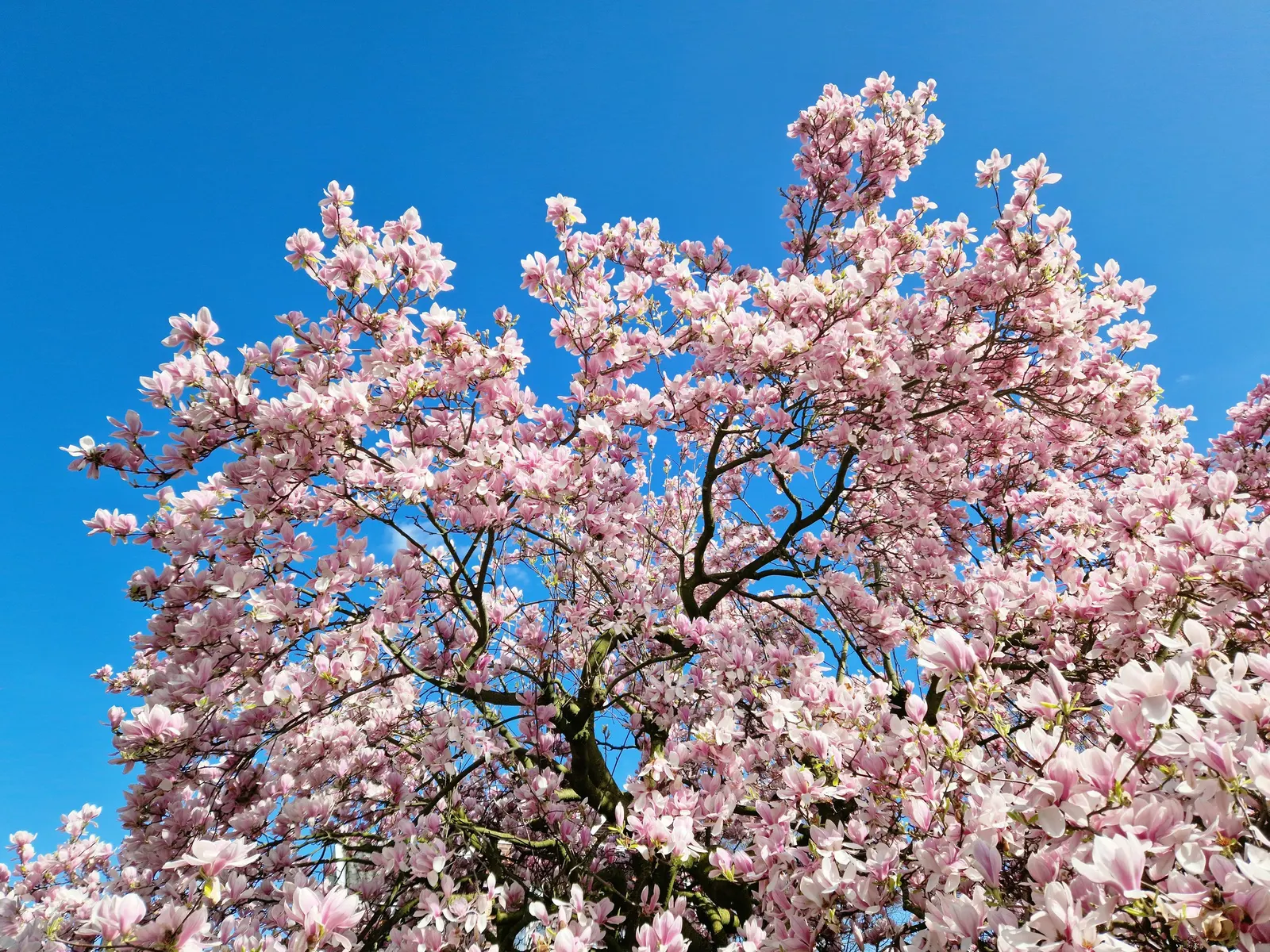 Purple Lilly Magnolia (Magnolia Liliiflora) — emerging in late spring to early summer; this deciduous shrub enriches landscapes with spring, image 64