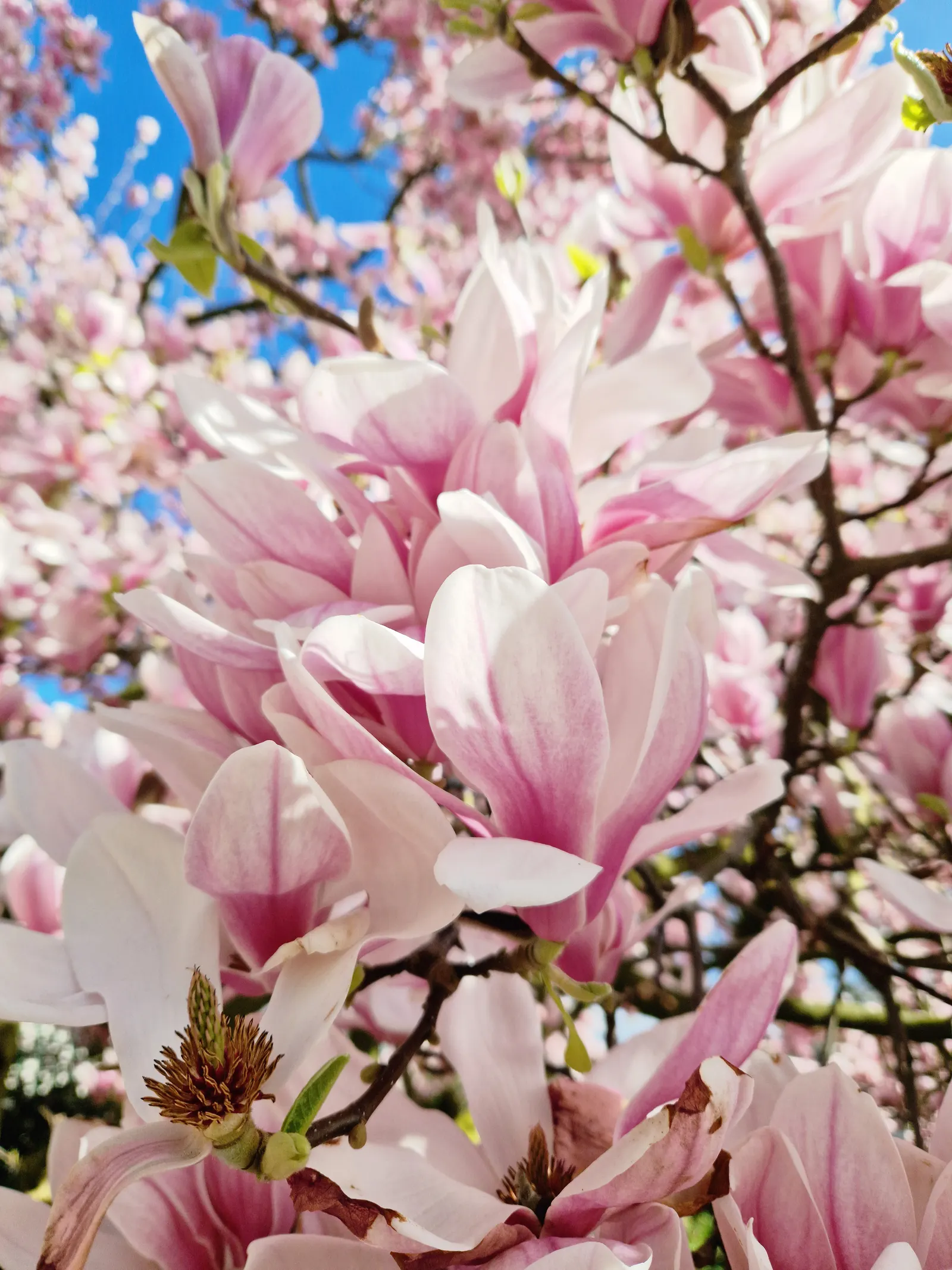 Purple Lilly Magnolia (Magnolia Liliiflora) — this magnolia prefers full sun to partial shade and well-draining; emerging in late spring to early, image 69