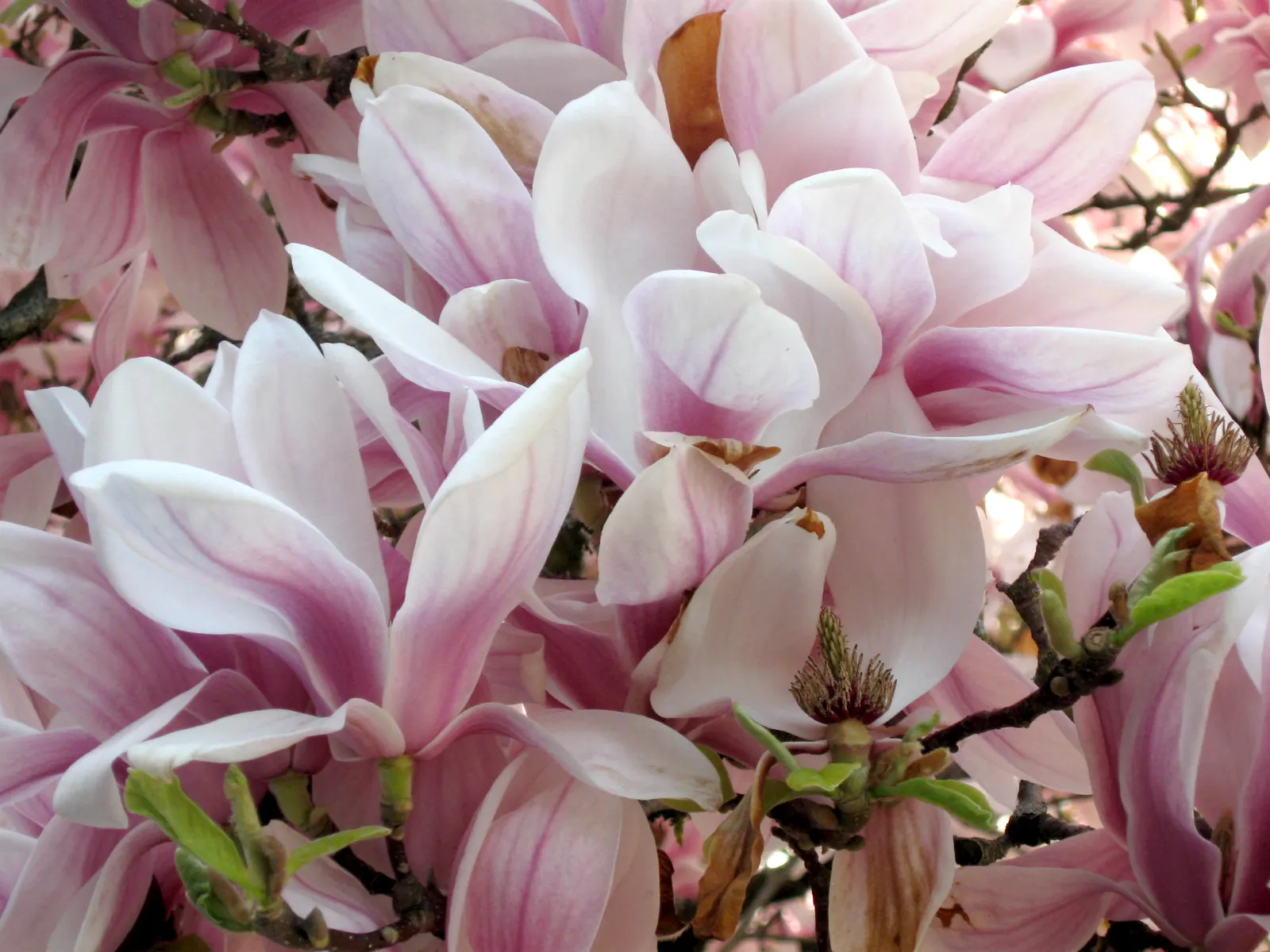 Purple Lilly Magnolia (Magnolia Liliiflora) — emerging in late spring to early summer