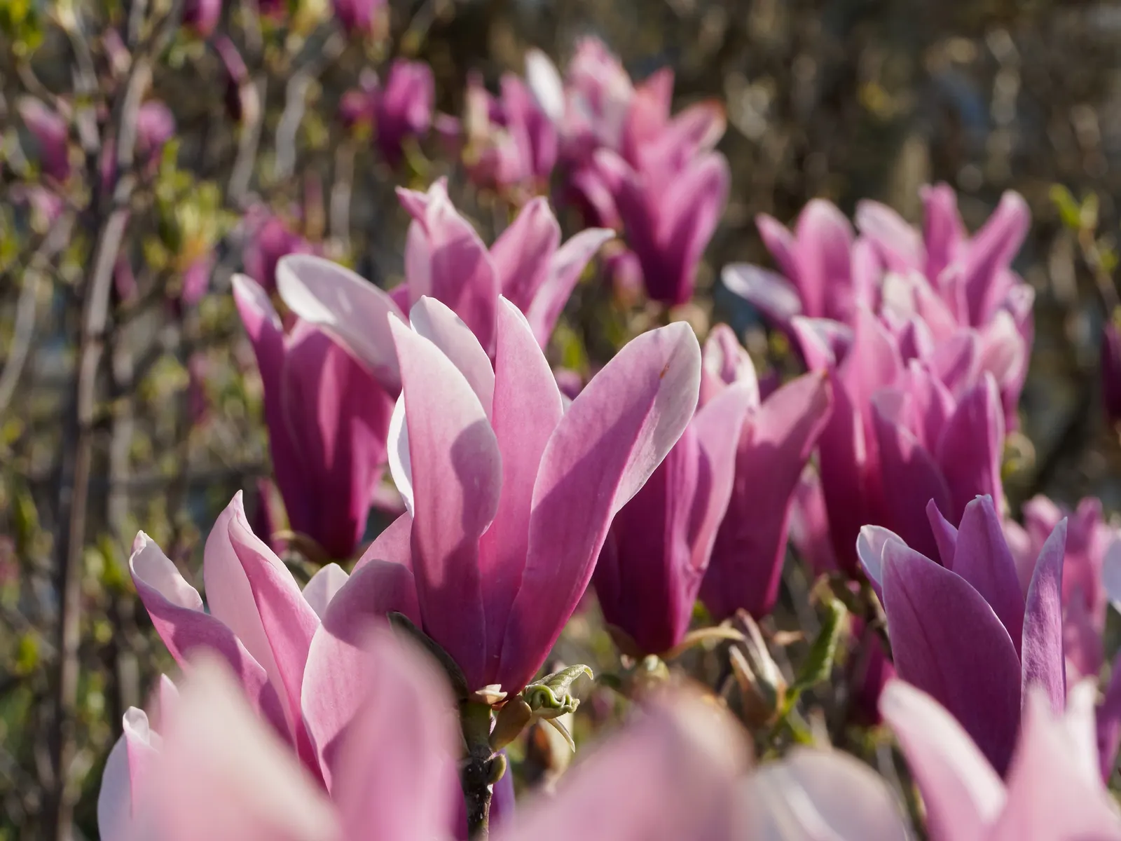 Purple Lilly Magnolia (Magnolia Liliiflora) — slightly acidic to neutral soil; planting in a sheltered location is advisable to protect its early blooms from