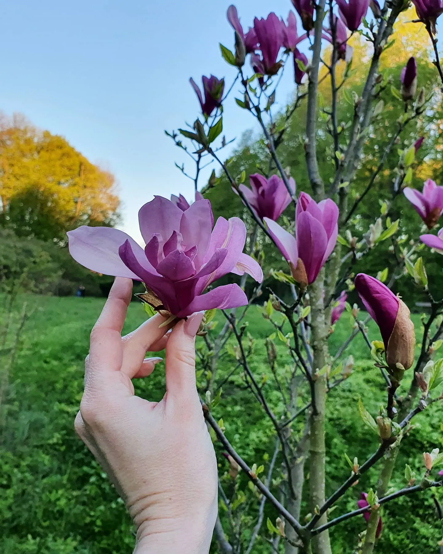 Purple Lilly Magnolia (Magnolia Liliiflora) — Reaching up to 10-13 feet high and 6-10 feet wide