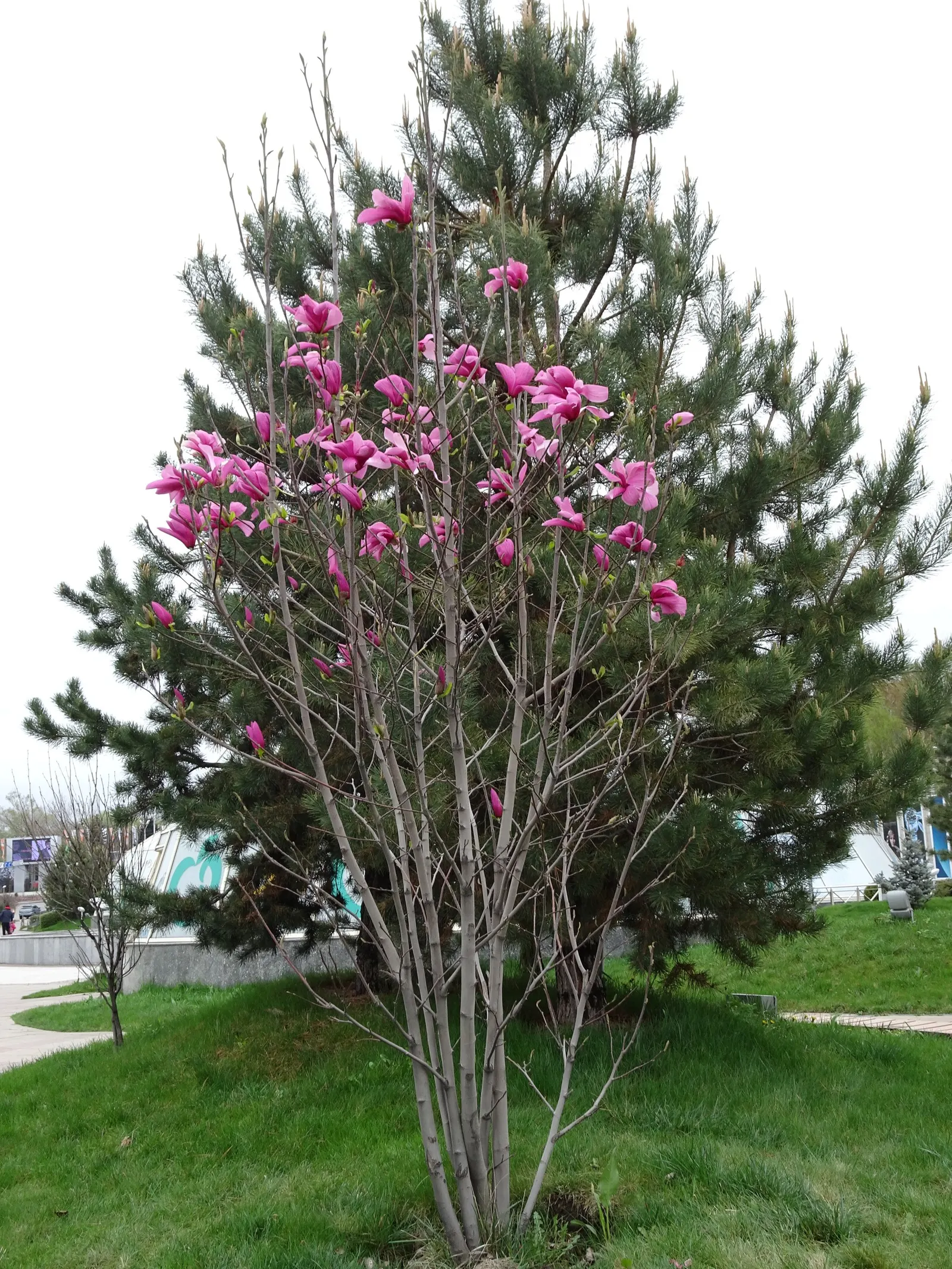 Purple Lilly Magnolia (Magnolia Liliiflora) — reaching an average height of 8 to 12 feet with a spread of 6 to 10 feet; its moderate size and vibrant blooms