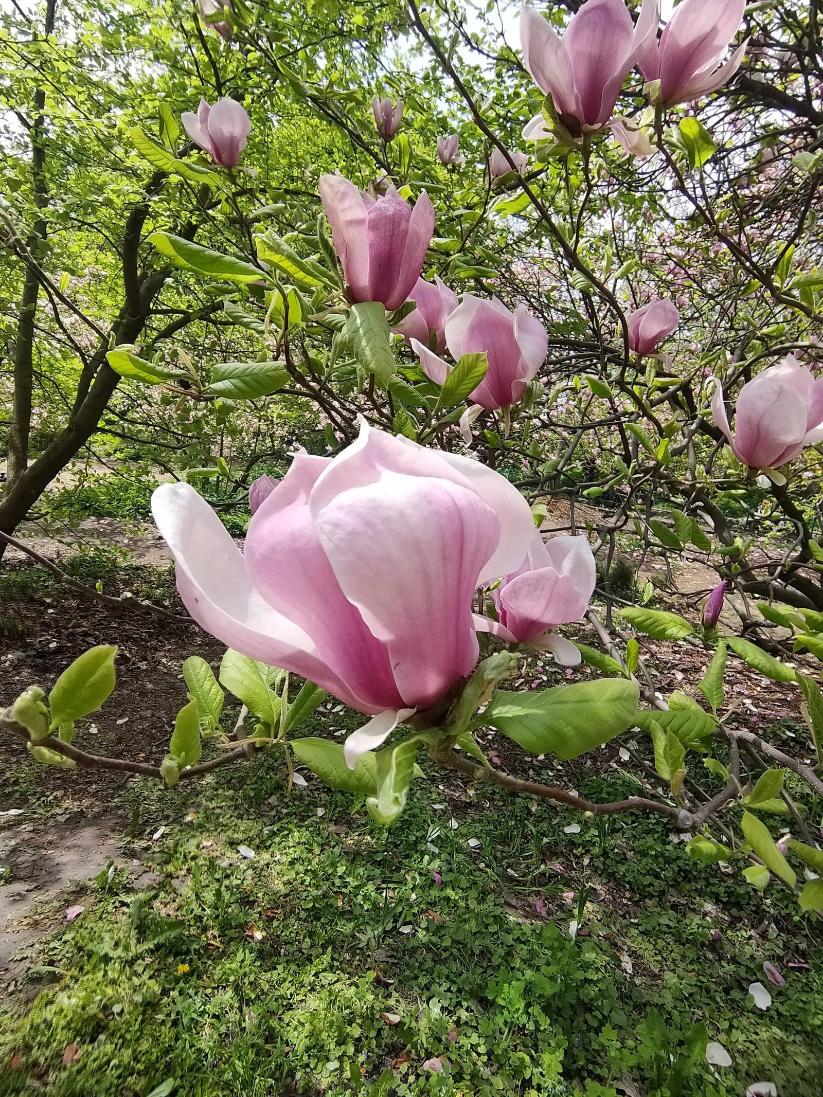 Purple Lilly Magnolia (Magnolia Liliiflora) — Native to southwest China; deciduous flowering shrub that is highly prized for its showy floral display and