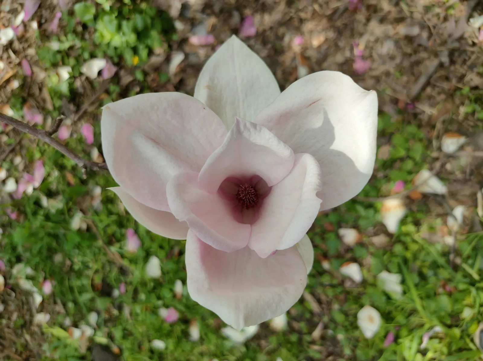 Purple Lilly Magnolia (Magnolia Liliiflora) — Planting in a sheltered location is advisable to protect its early blooms from late frosts