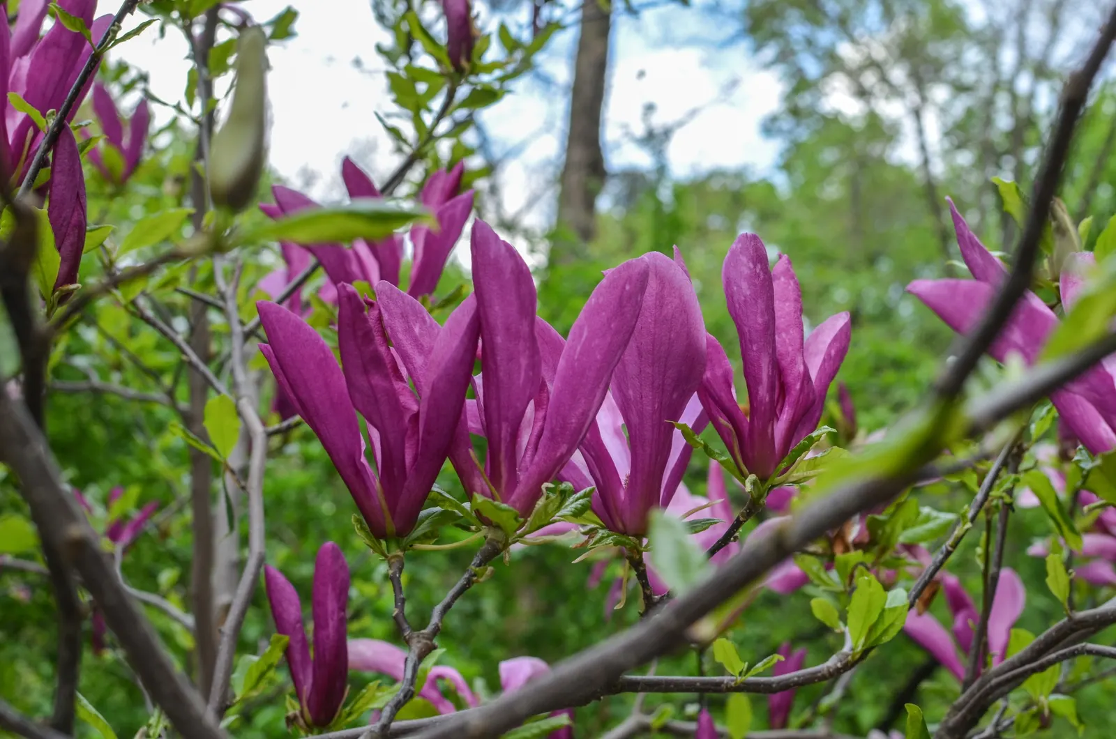 Purple Lilly Magnolia (Magnolia Liliiflora) — Preferring full sun to part shade and well-draining soil