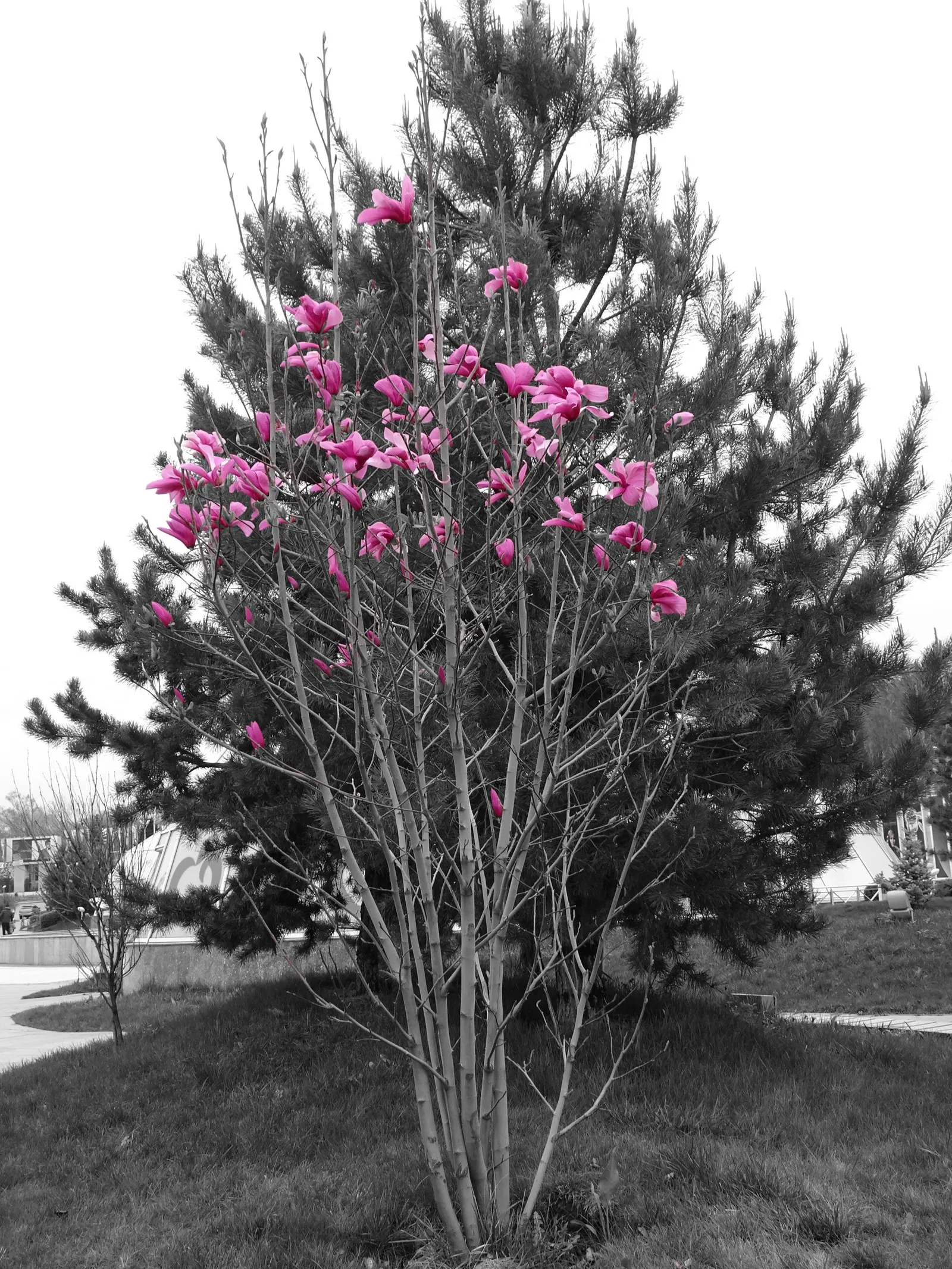 Purple Lilly Magnolia (Magnolia Liliiflora) — shrub for full or half