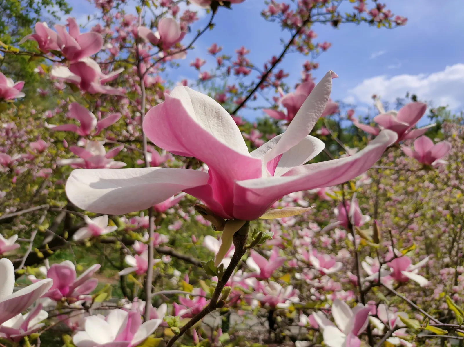 Purple Lilly Magnolia (Magnolia Liliiflora) — The Purple Lily Magnolia (Magnolia liliiflora); the blossoms boast a rich purple-pink hue on the outside with a
